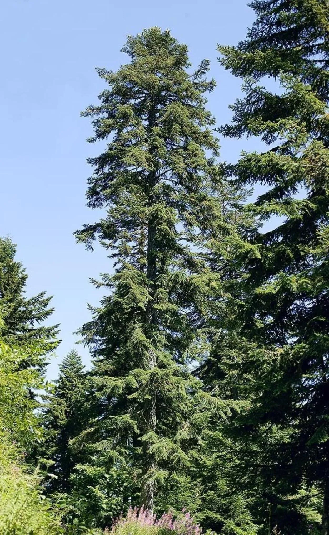 View (from property/room) in Plitvice Falls Cottage - Luxury rooms & Dinner