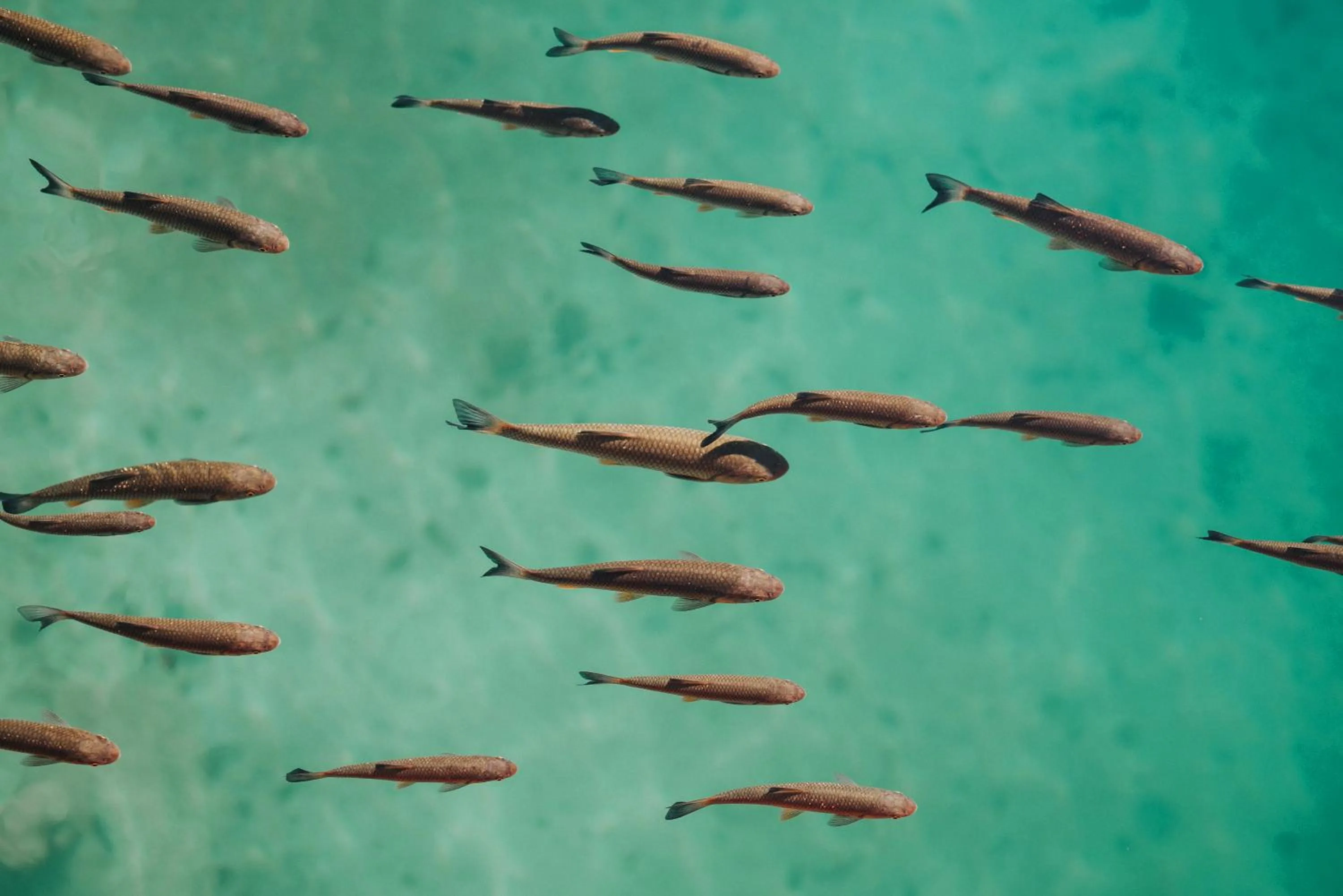 Natural landscape in Plitvice Falls Cottage