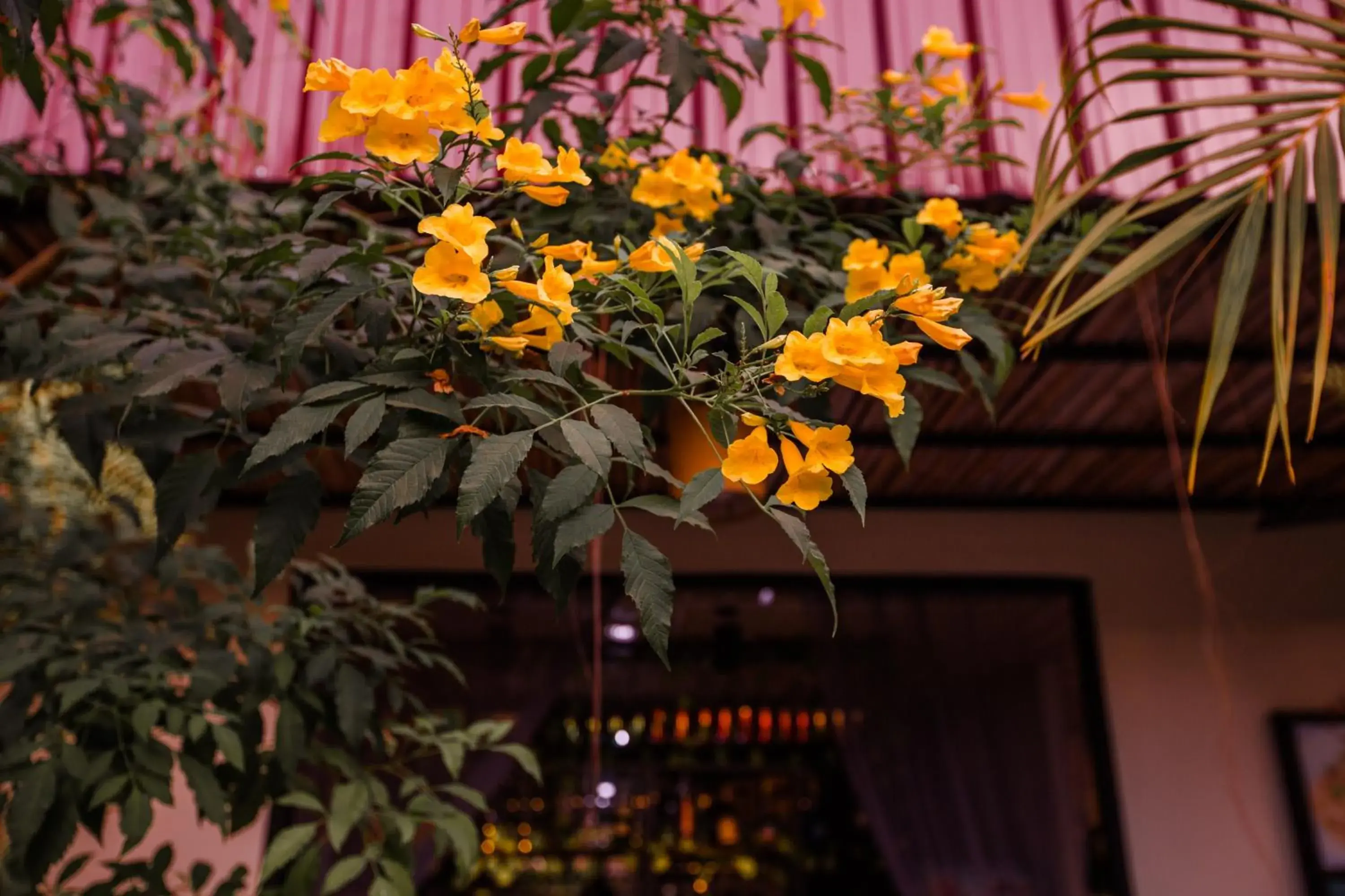 Garden view in The Sanctuary Villa Battambang Garden view in The Sanctuary Villa Battambang