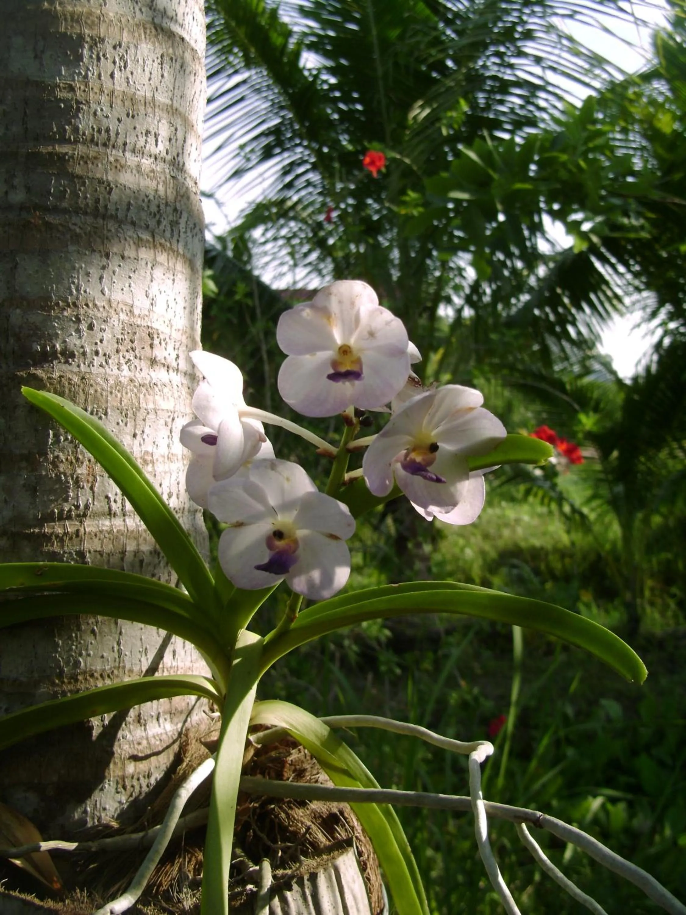 Garden in Chez Charly Bungalow