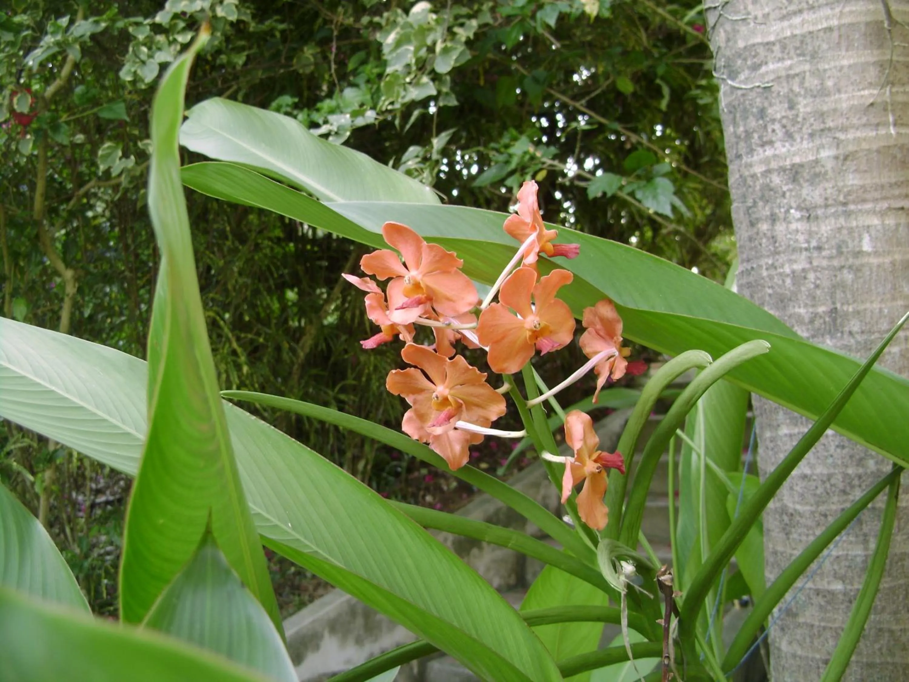 Garden in Chez Charly Bungalow