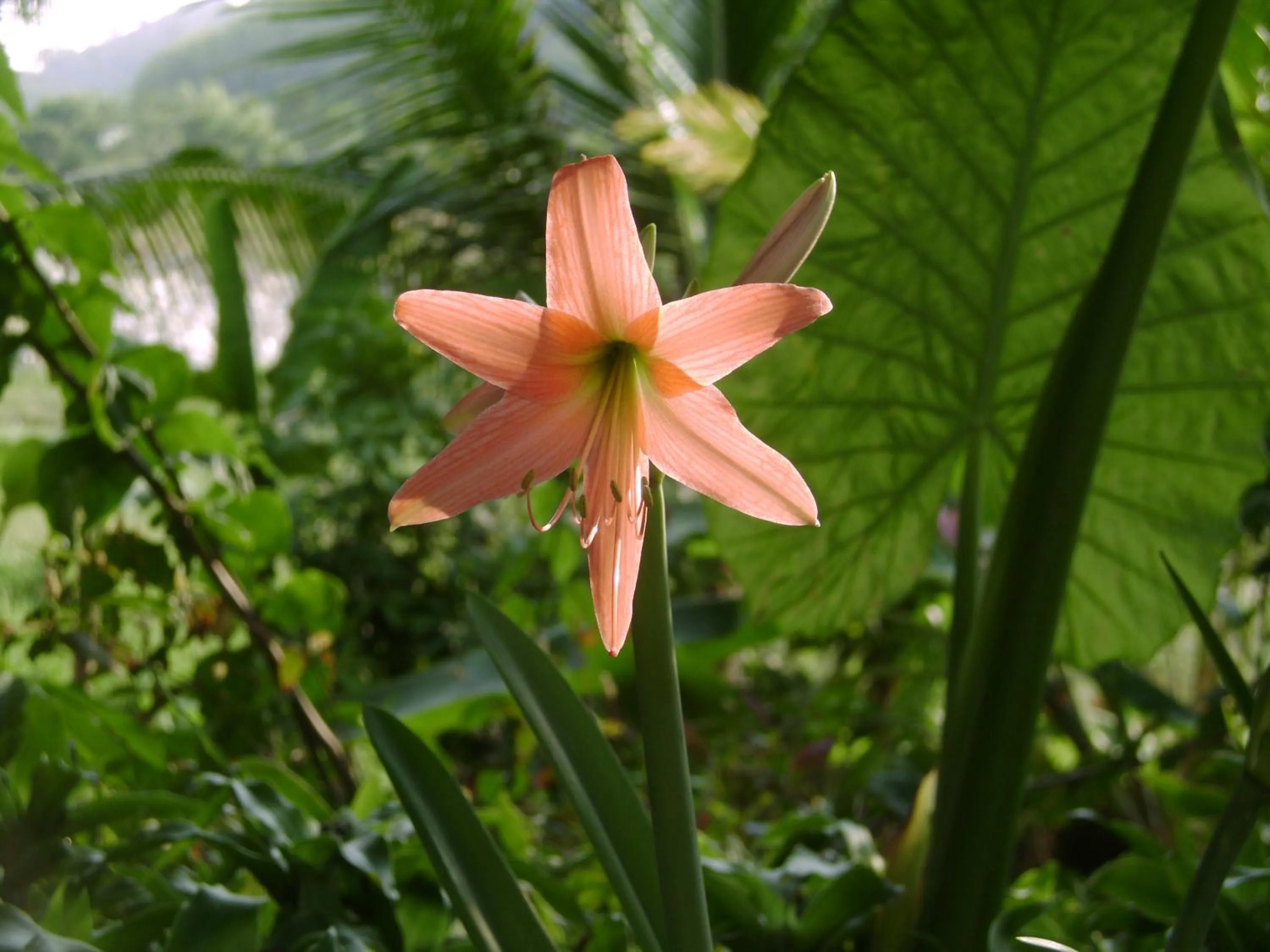 Garden in Chez Charly Bungalow