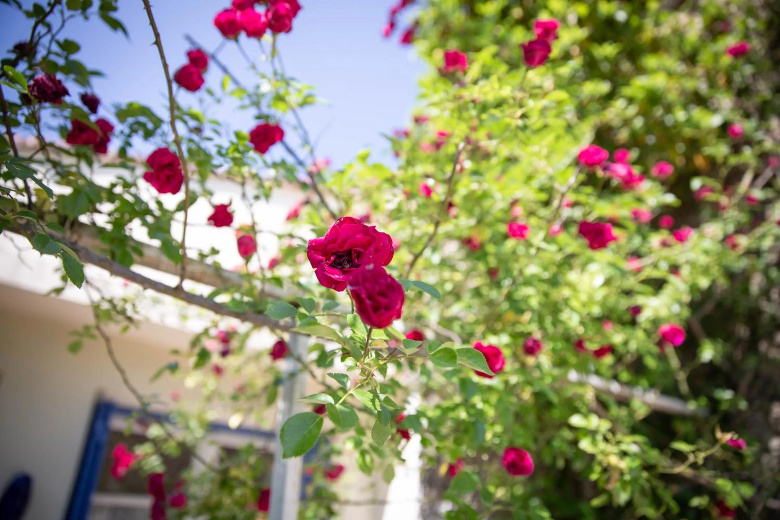 Garden in La Roseraie