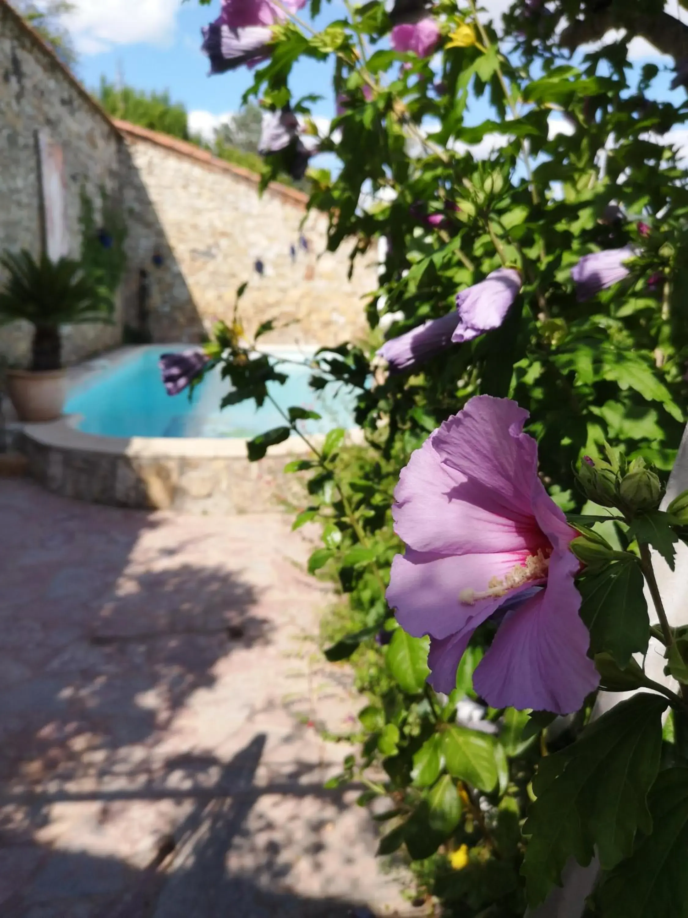 Pool view in La Roseraie Pool view in La Roseraie