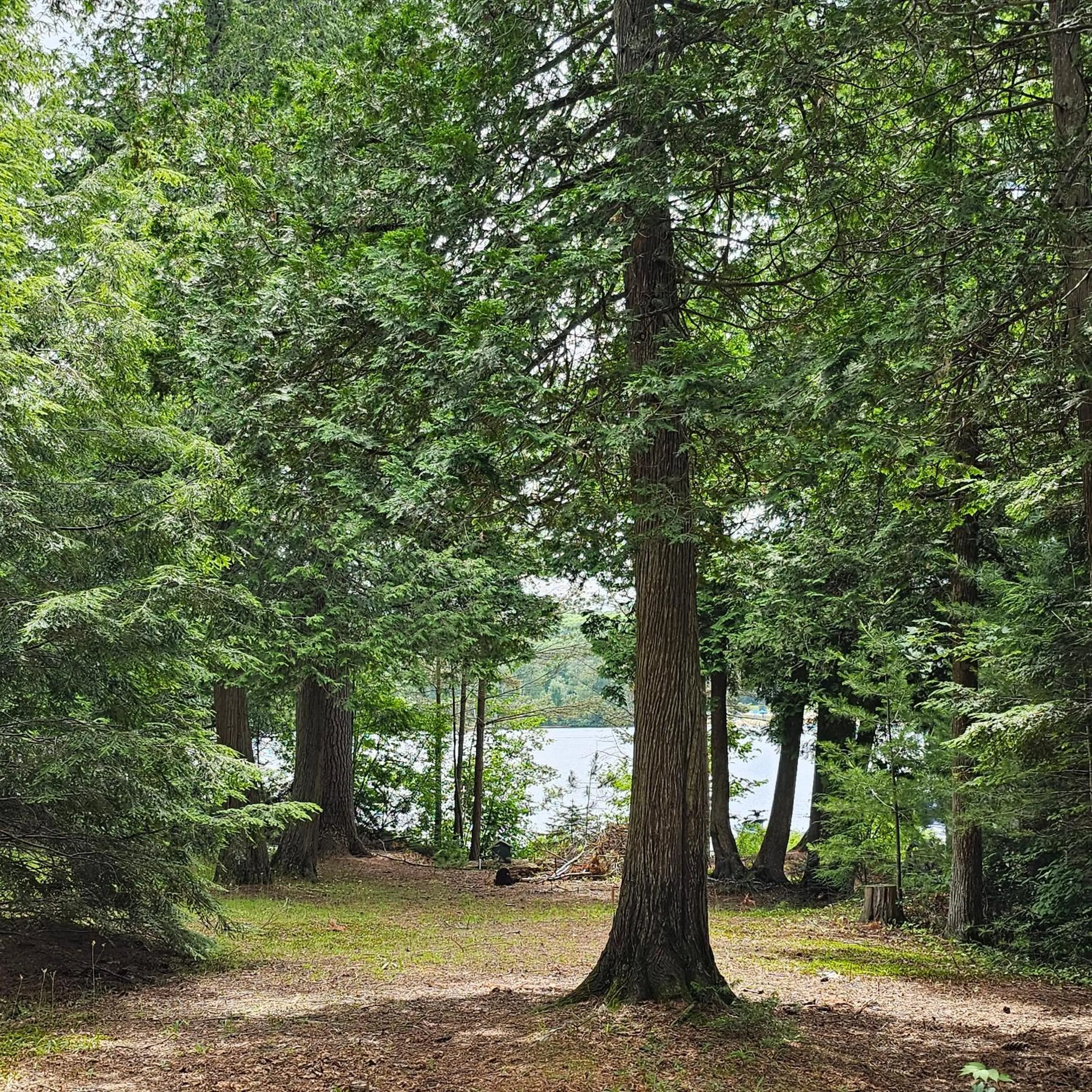 Natural landscape in Parkway Cottage Resort and Trading Post