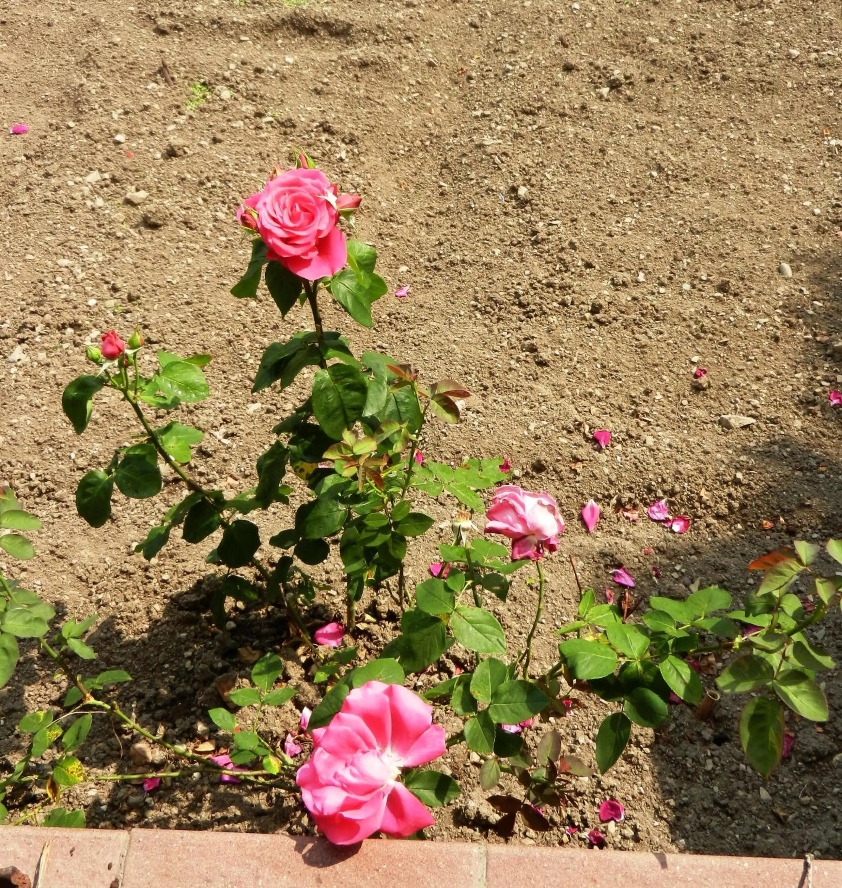 Garden in Albergo Milano