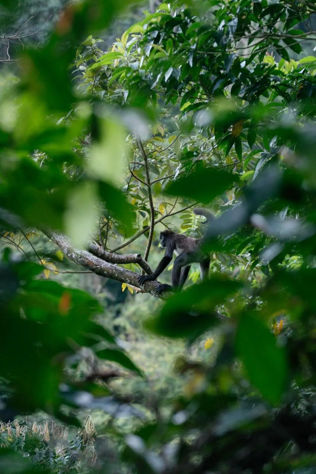 Natural landscape in The Lodge at Pico Bonito