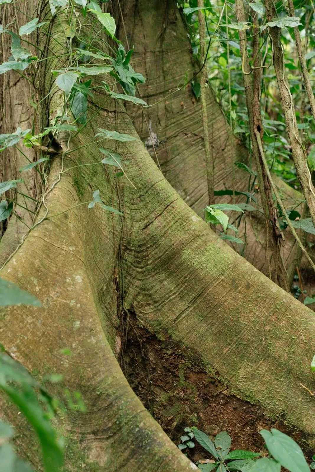 Natural landscape in The Lodge at Pico Bonito