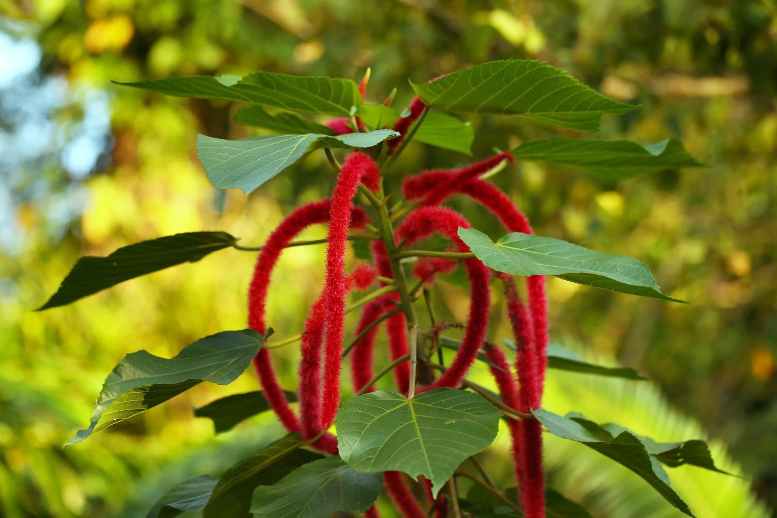 Garden in The Lodge at Pico Bonito