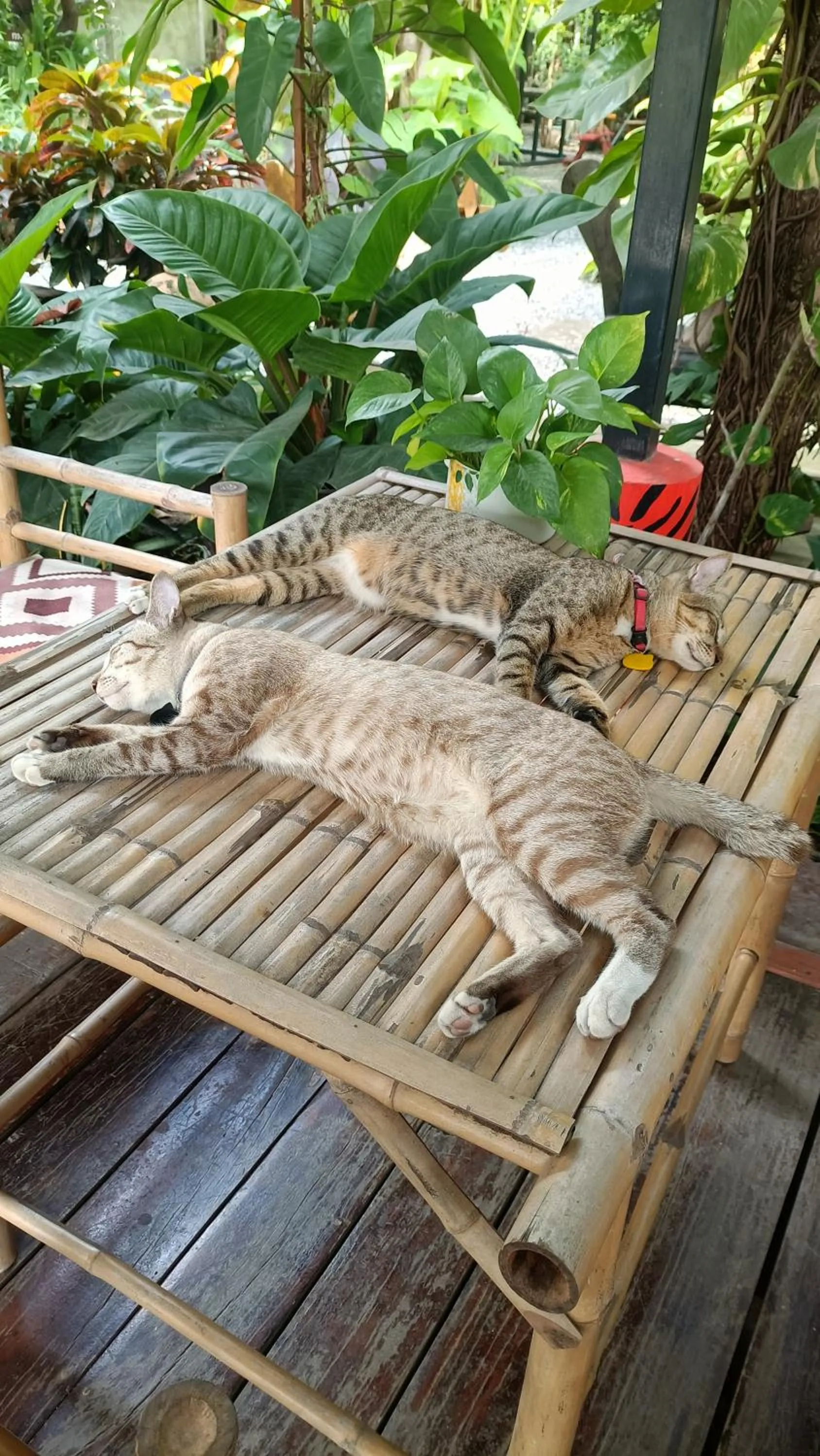 Baan Canalee (บ้านคานาลี)