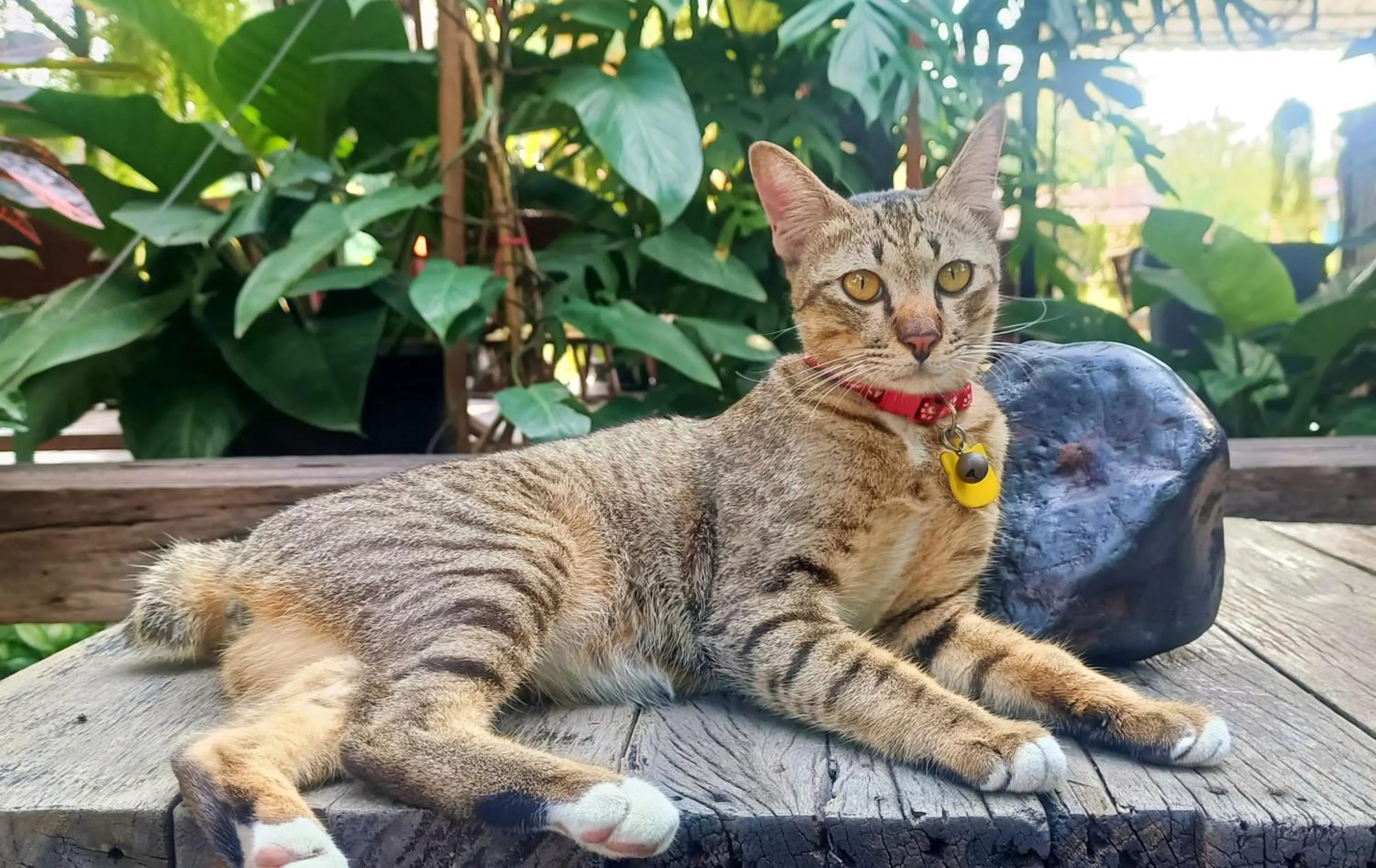 Baan Canalee (บ้านคานาลี)