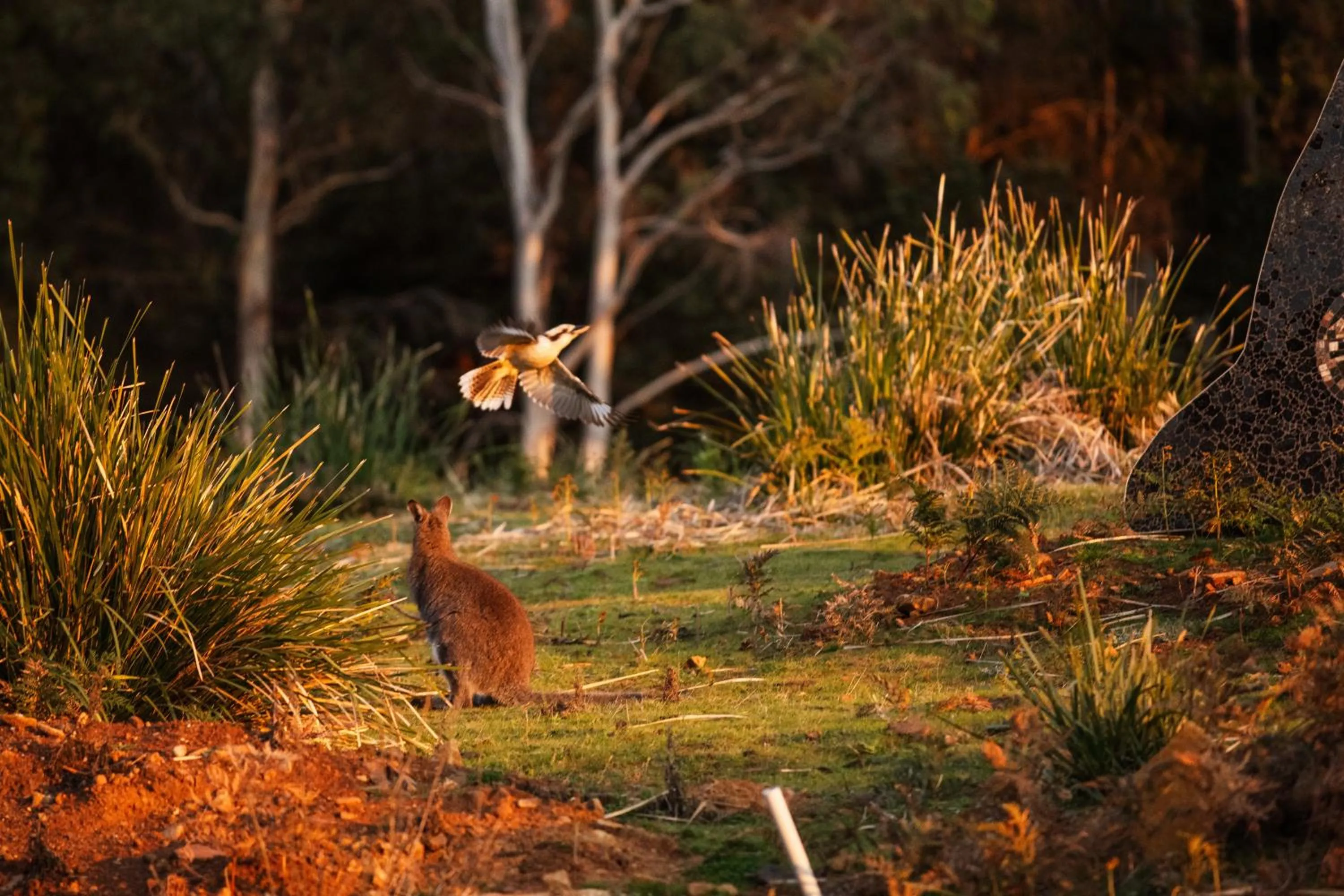 Animals in Freycinet Resort