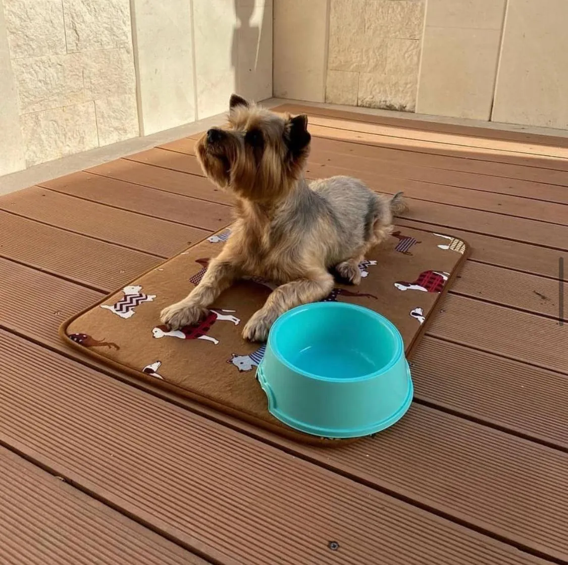 Pets in Hotel Villa MiraMar