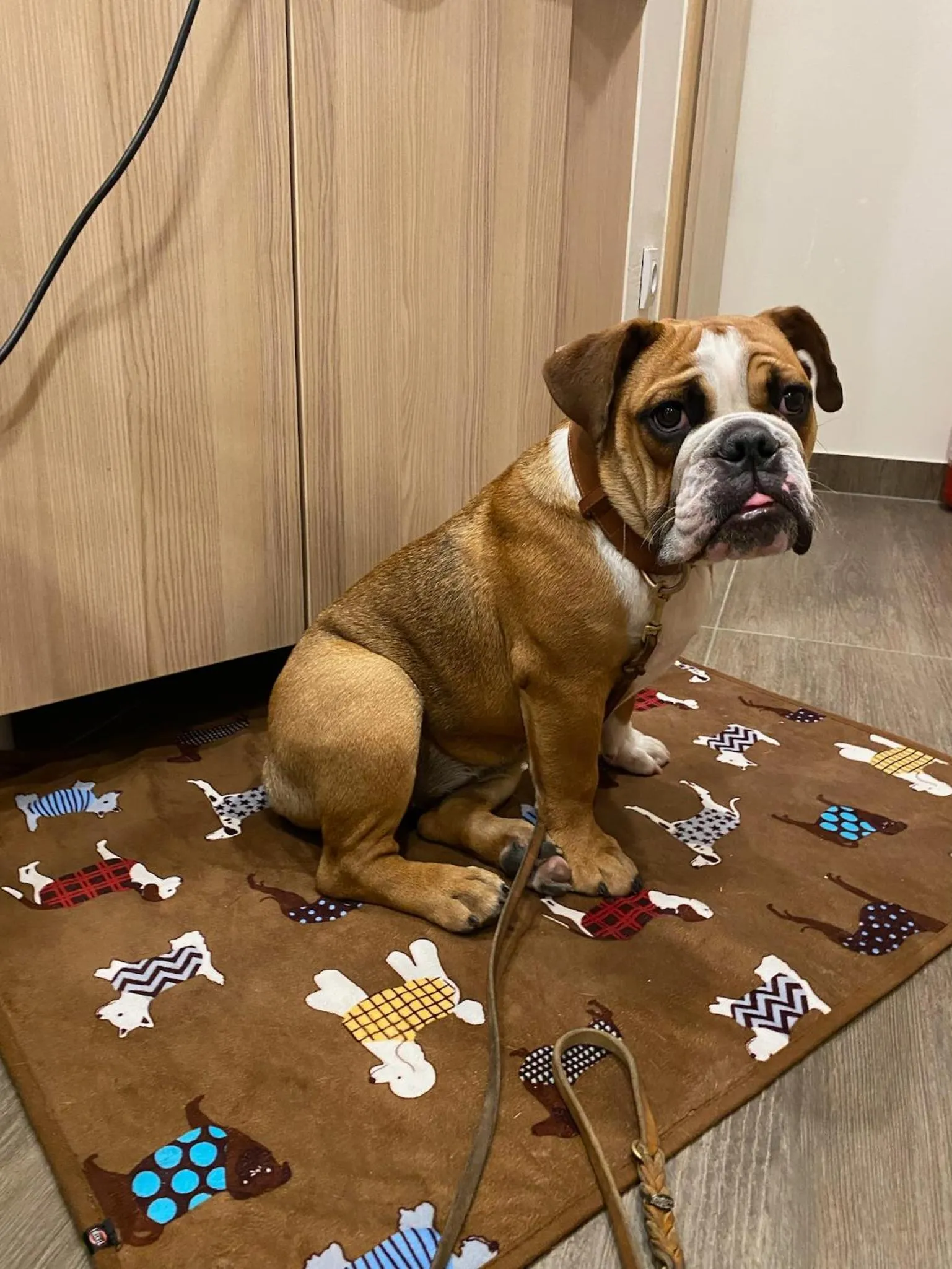 Pets in Hotel Villa MiraMar