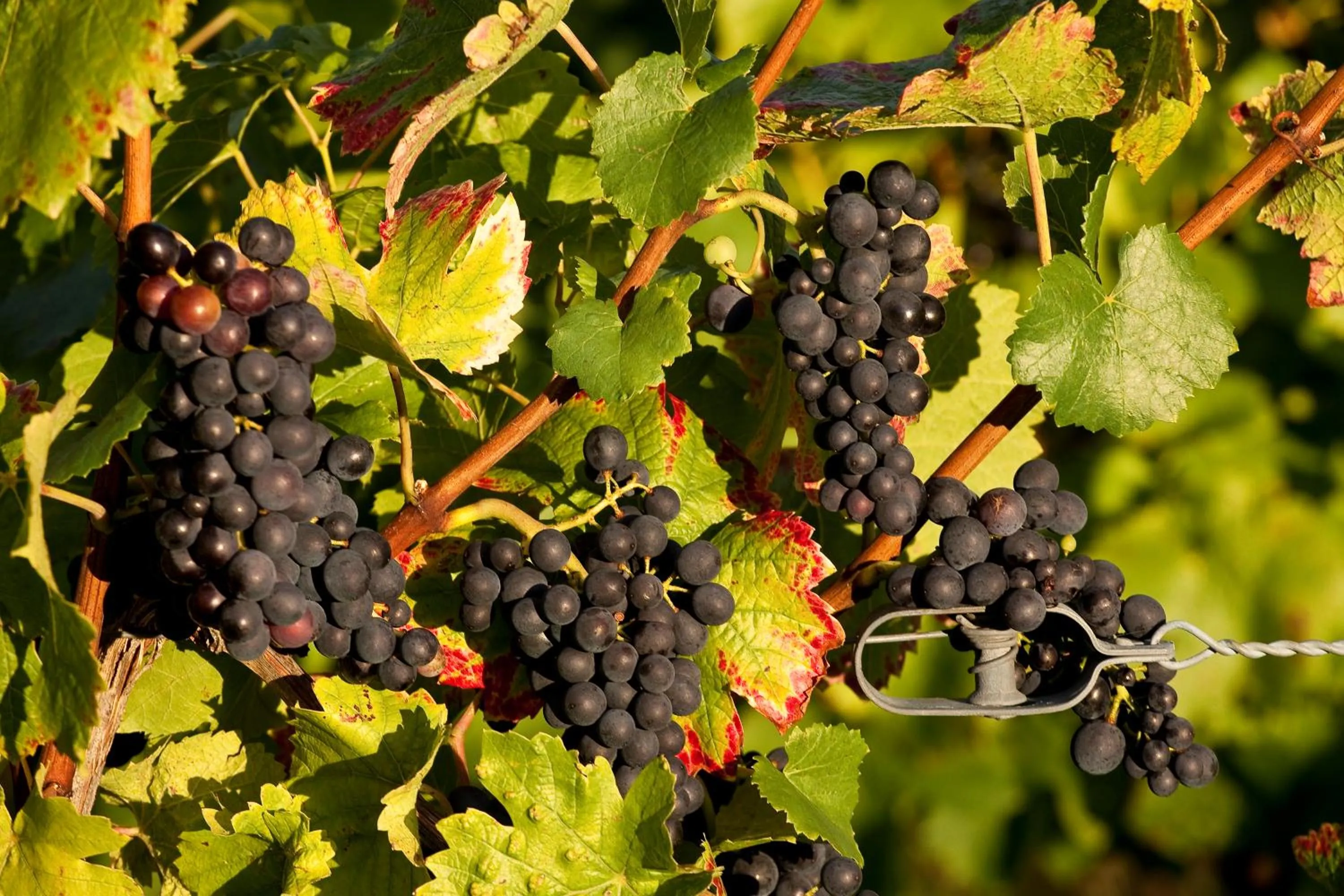 Natural landscape in Hôtel A la Vignette - COLMAR-NORD