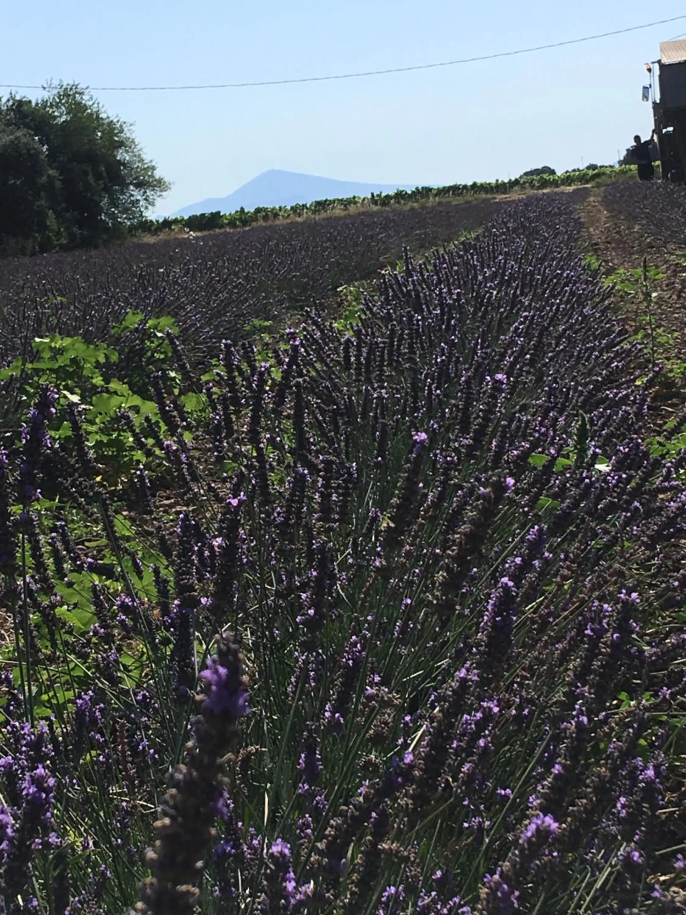 Spring in Fontclaire en Provence