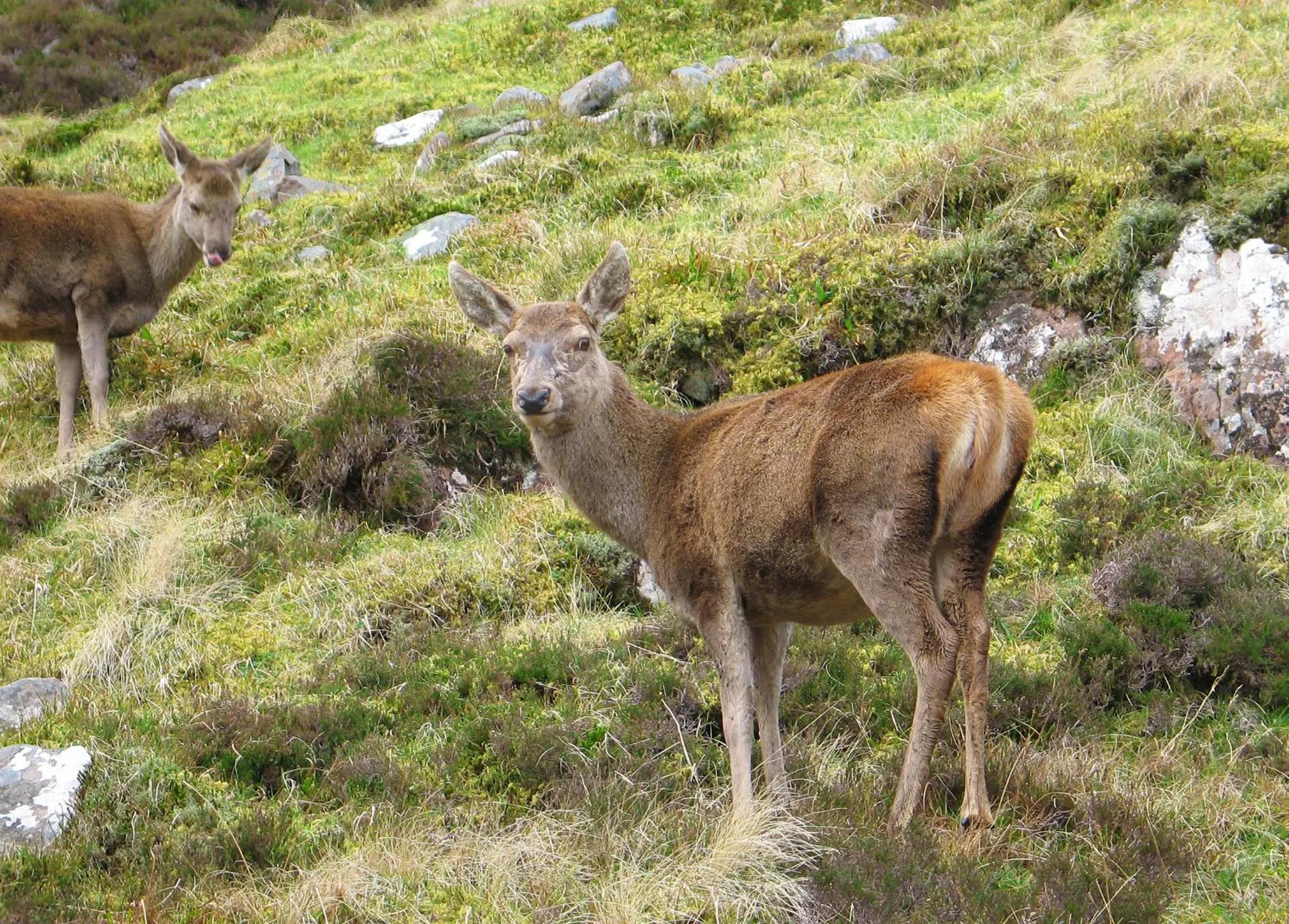 Animals in Torridon Guest House