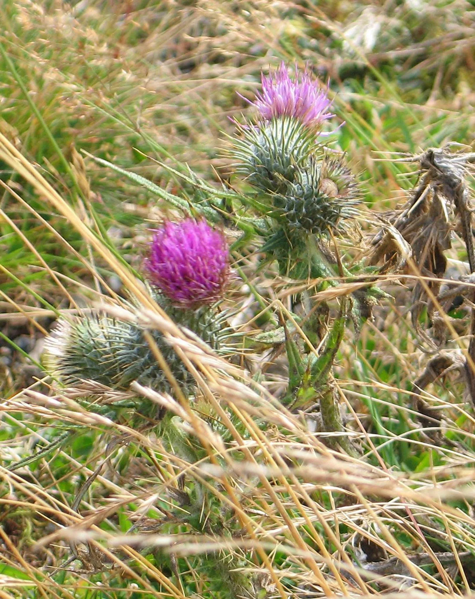 Spring in Torridon Guest House