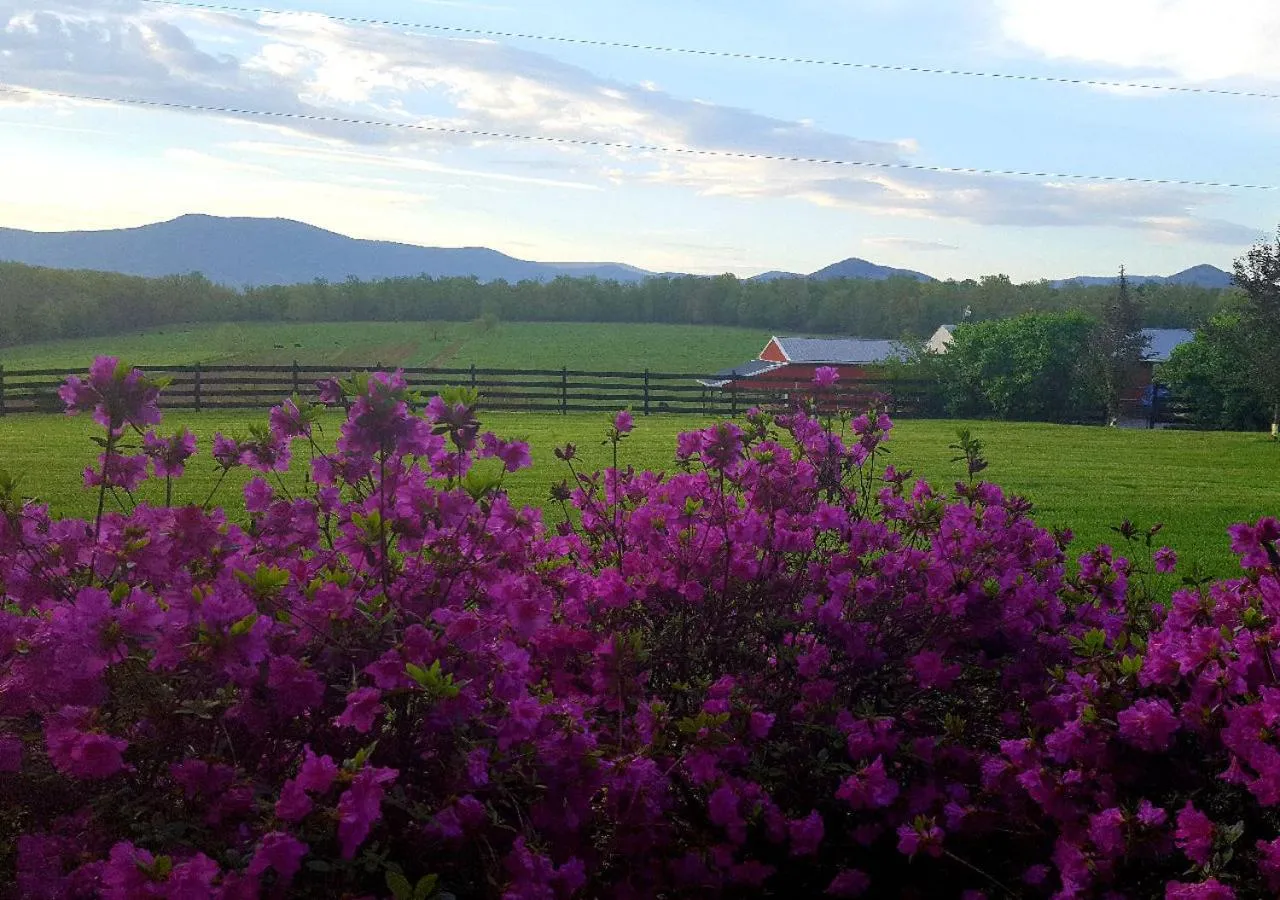Property building in Piney Hill B&B and Cottages