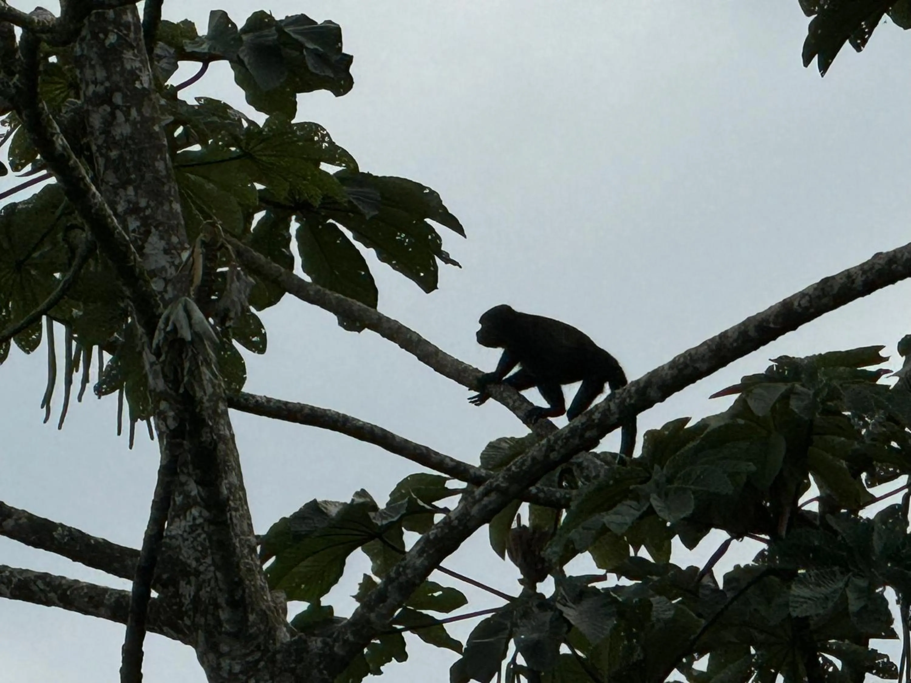 Natural landscape in Residencias Arenal