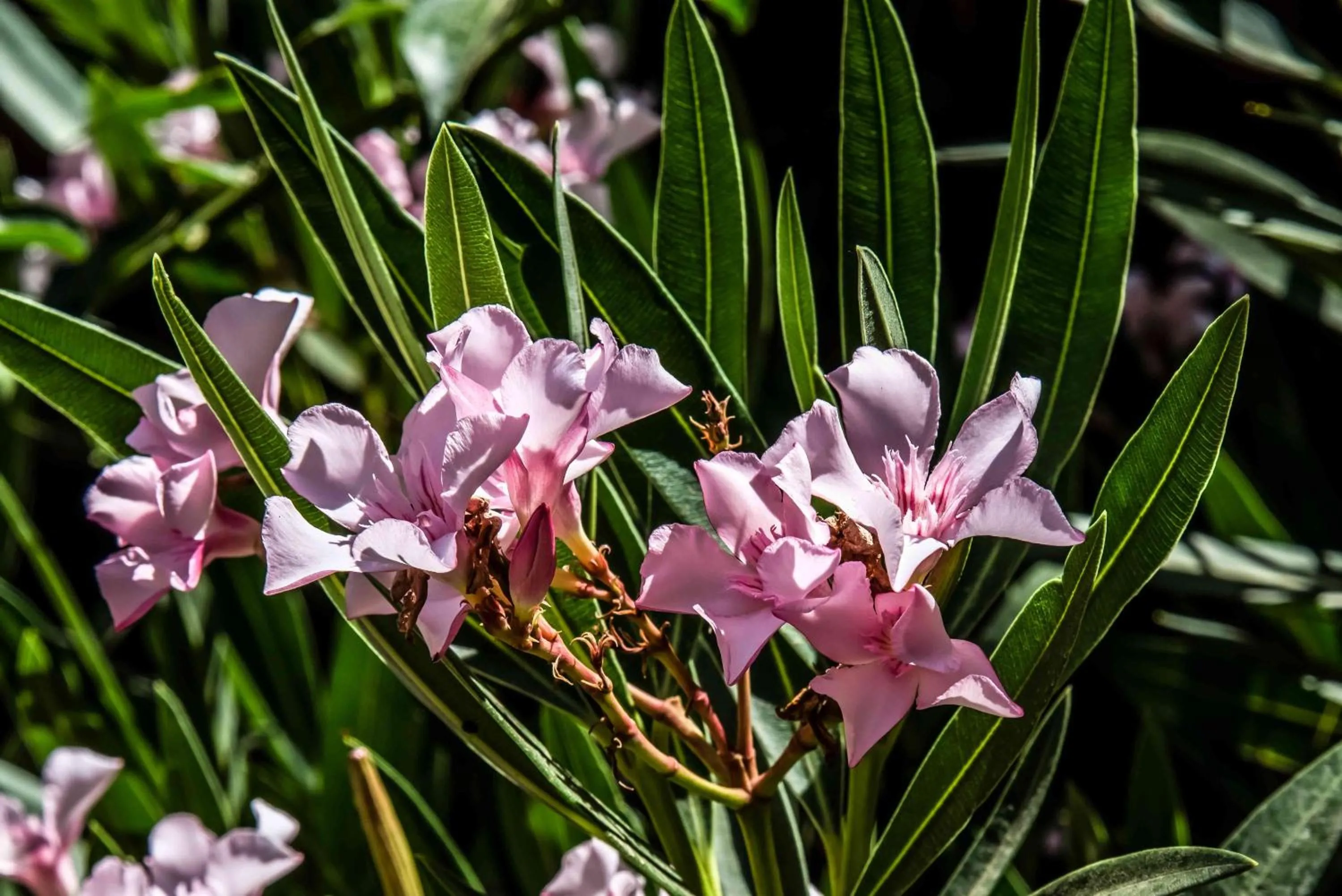 Garden in Hotel L'Oleandro