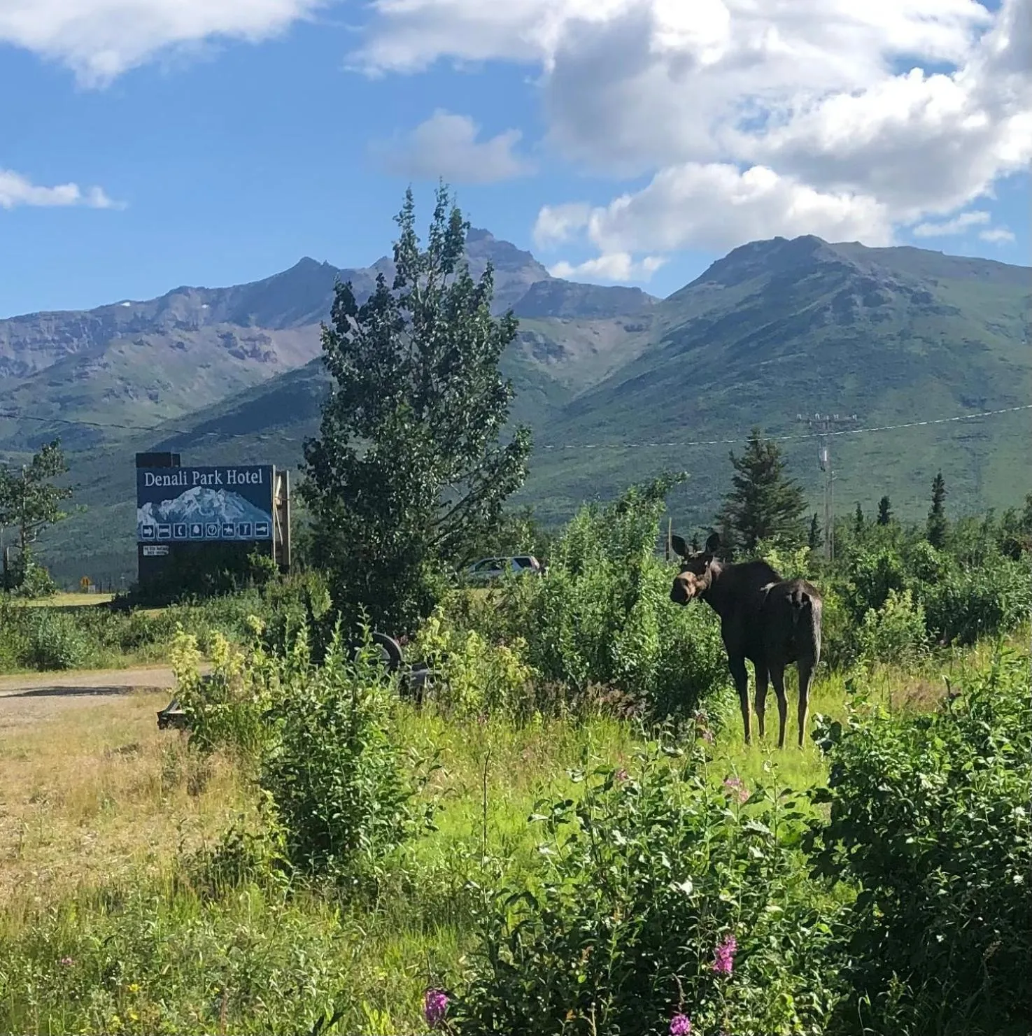 Natural landscape in Denali Park Hotel