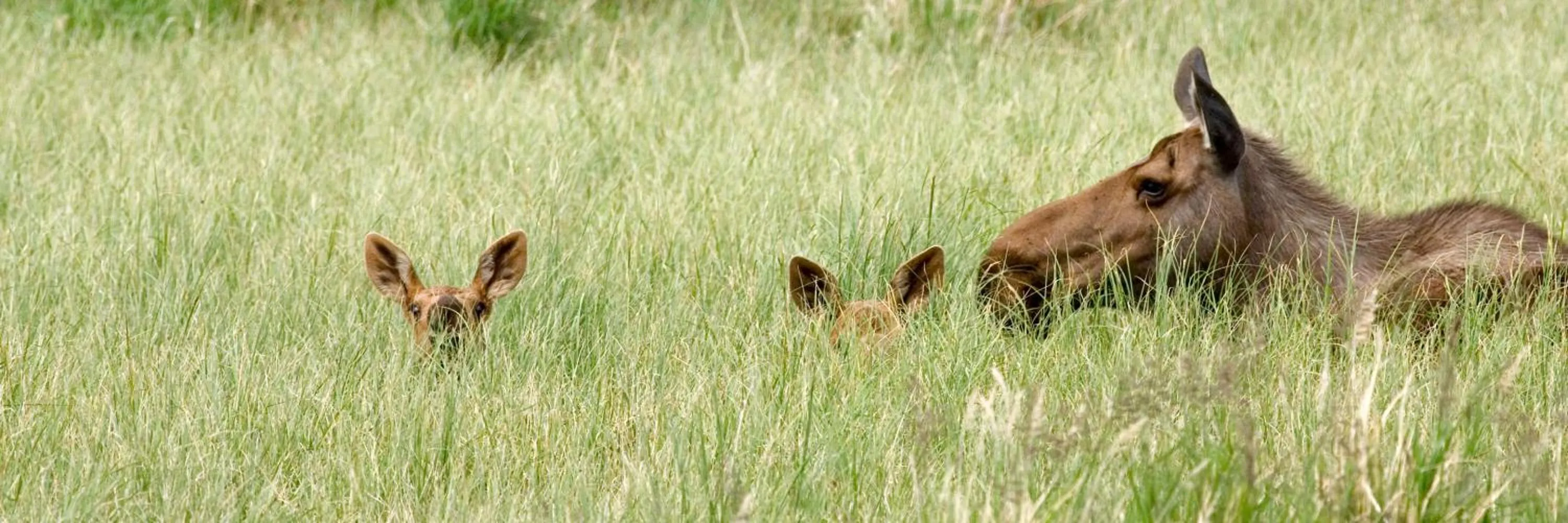 Natural landscape in Denali Park Hotel