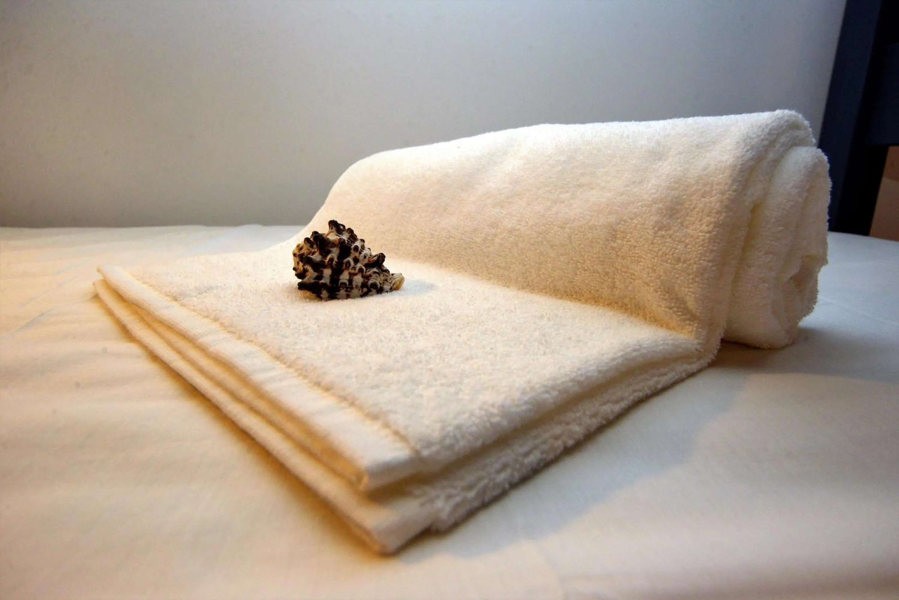 Son of a Beach Hostel