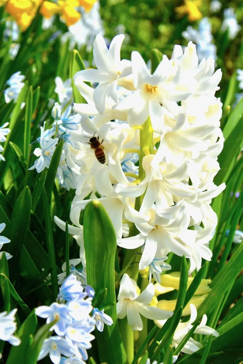 Garden in Gaestehaus Kiekmolrin