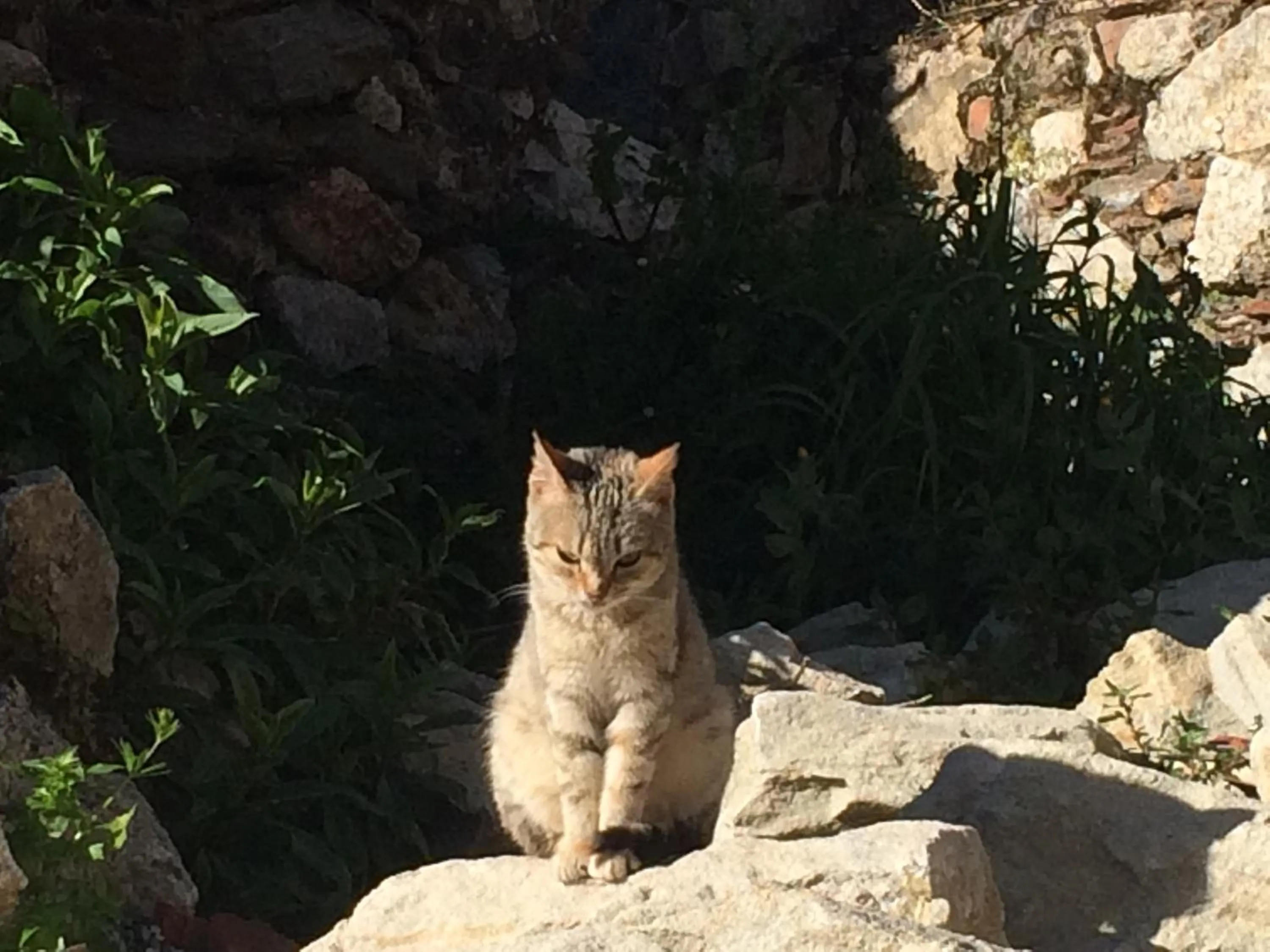 Pets in Hotel Il Girasole