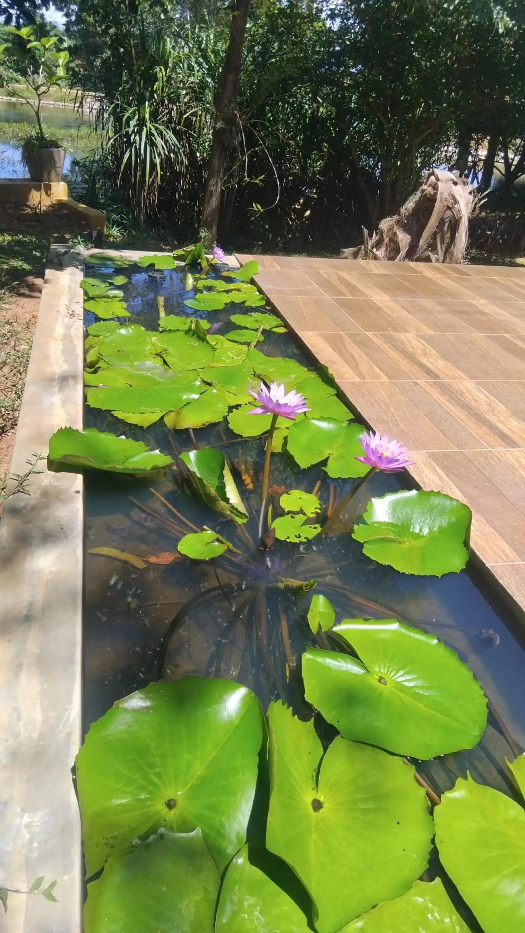 Garden in Vimanra Udawalawa