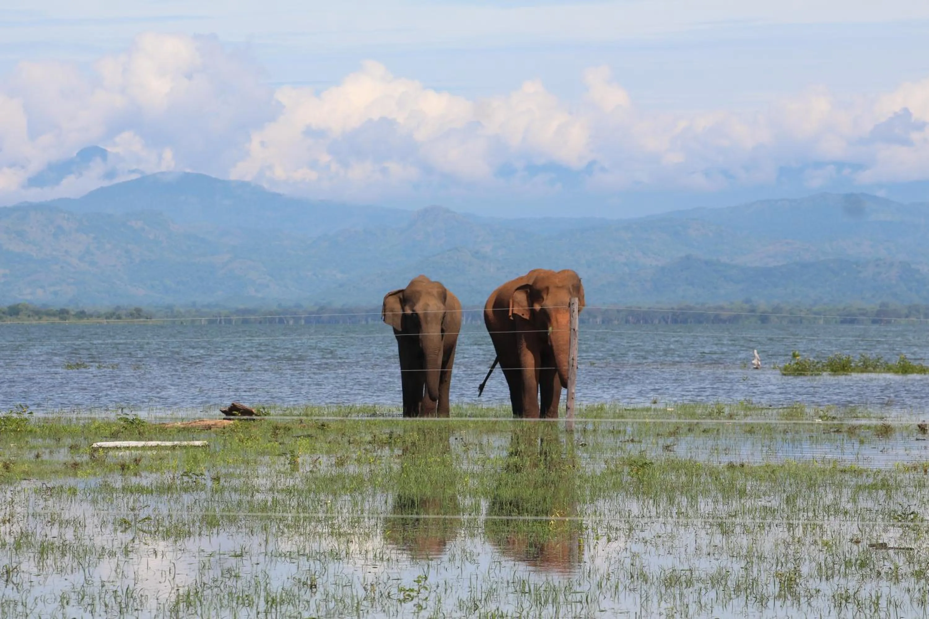 Animals in Vimanra Udawalawa
