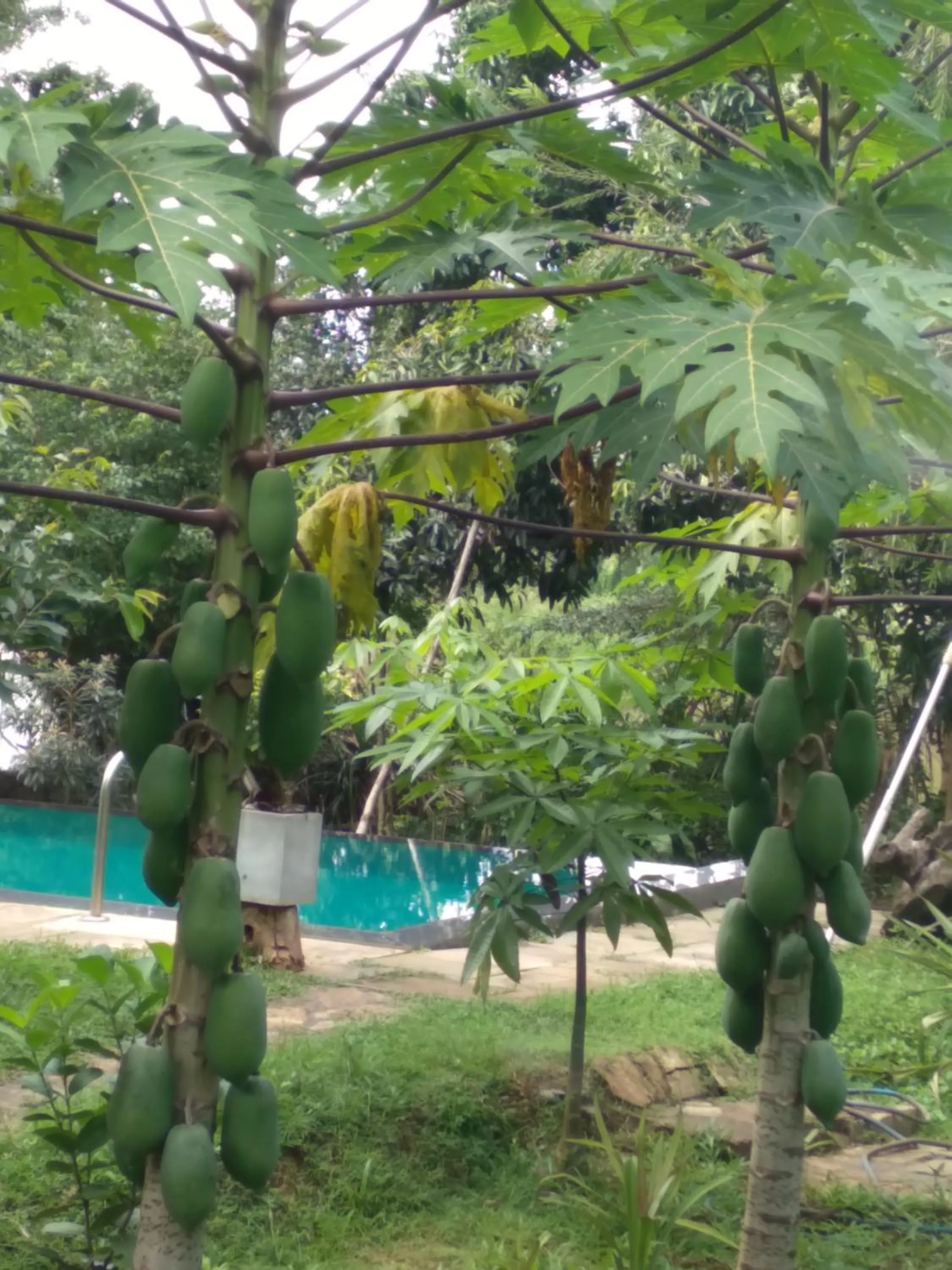 Garden in Vimanra Udawalawa