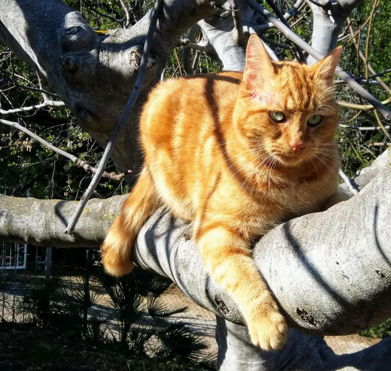 Pets in Roca Verde, Boutique Bed & Breakfast - Adults only