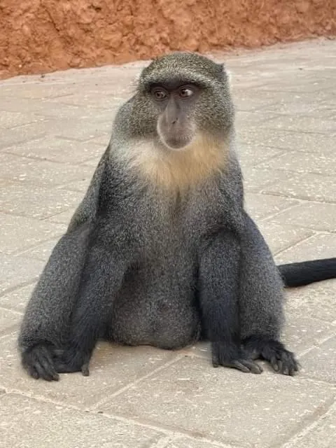 Green's Hostel Nungwi