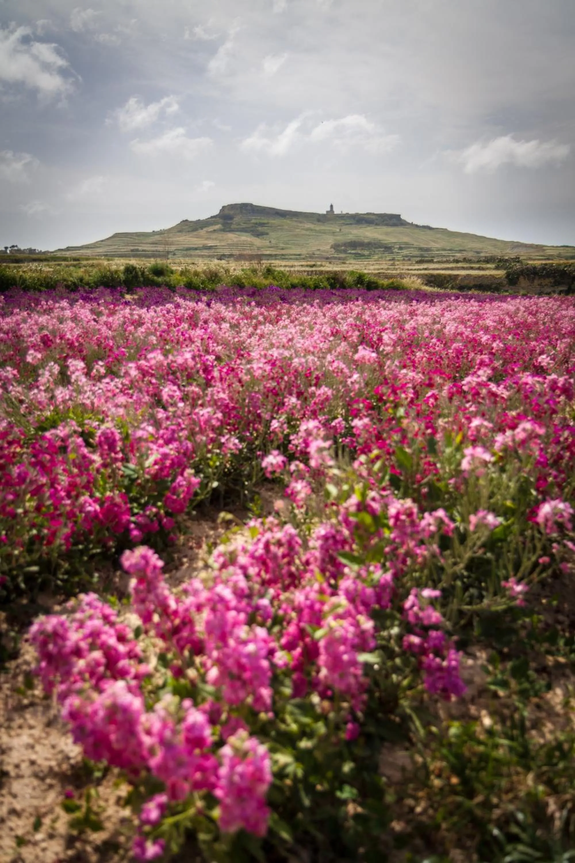 Spring in Id Dar Ta Censu