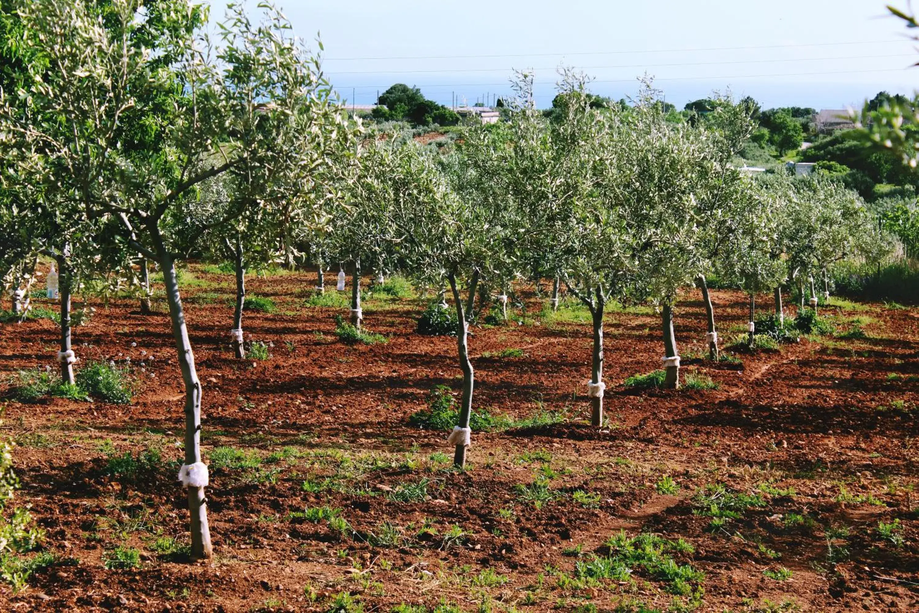 Natural landscape in Relais Casina Miregia