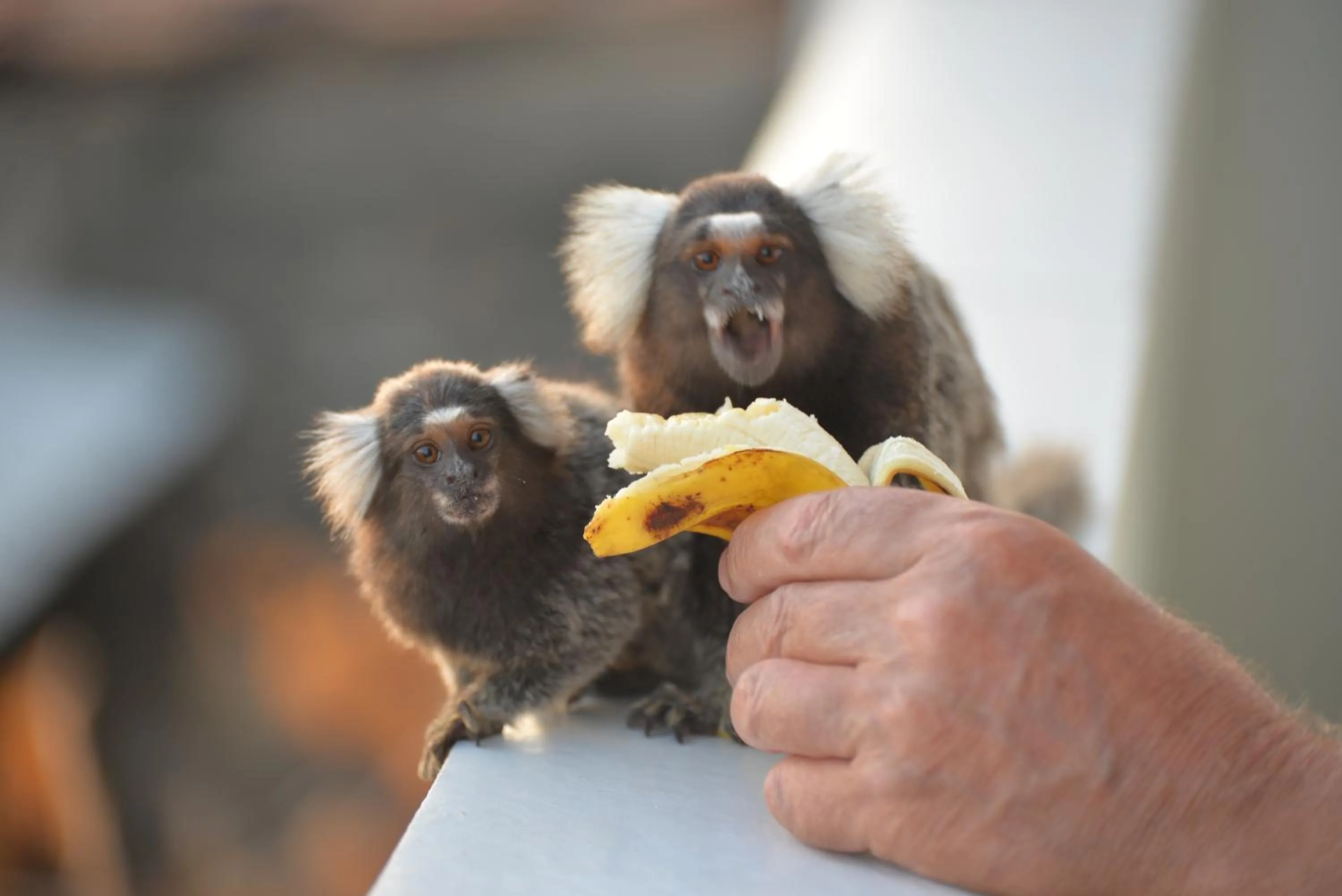 Animals in Pousada do Gunga