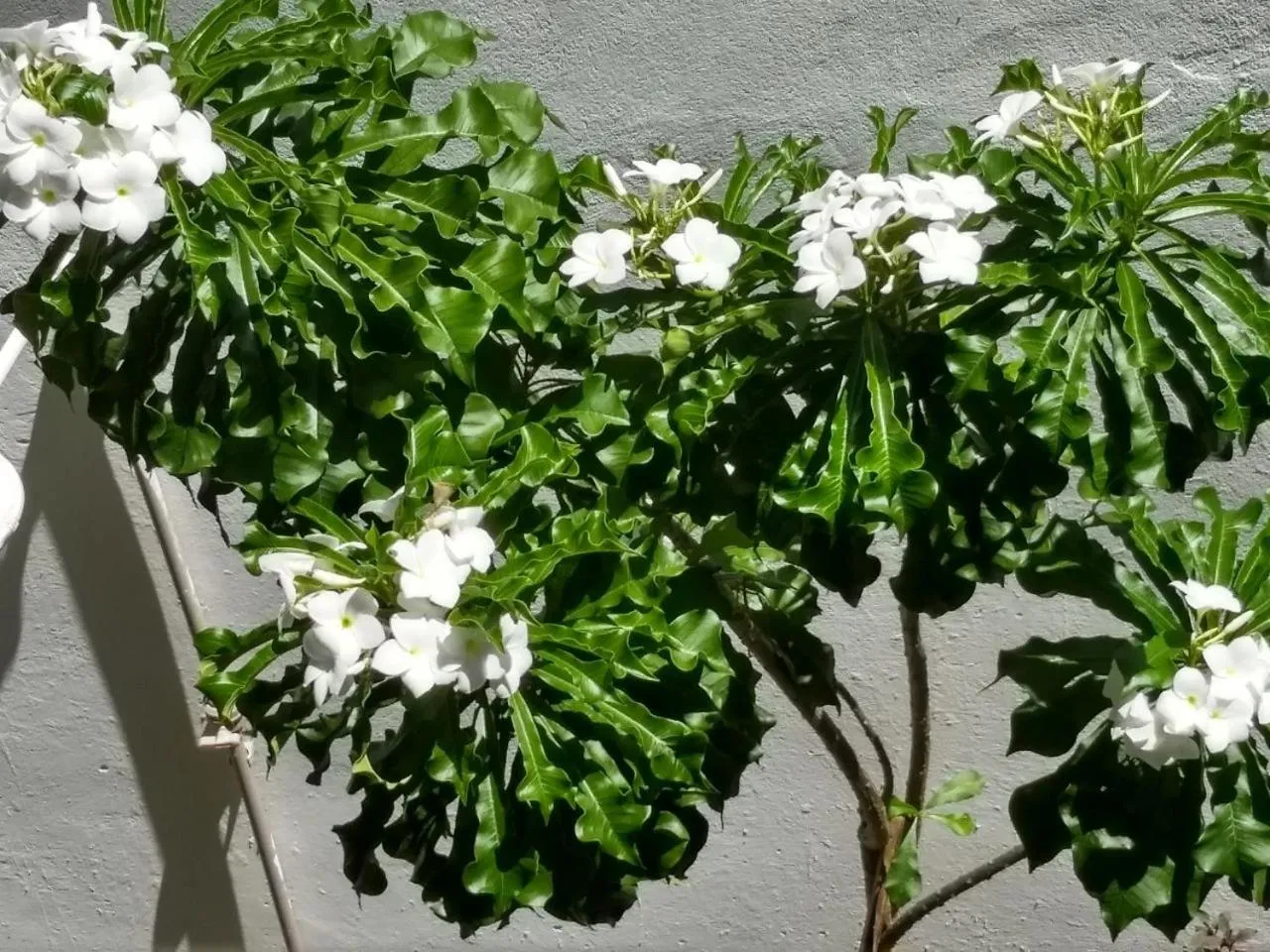 Garden in Pousada do Gunga