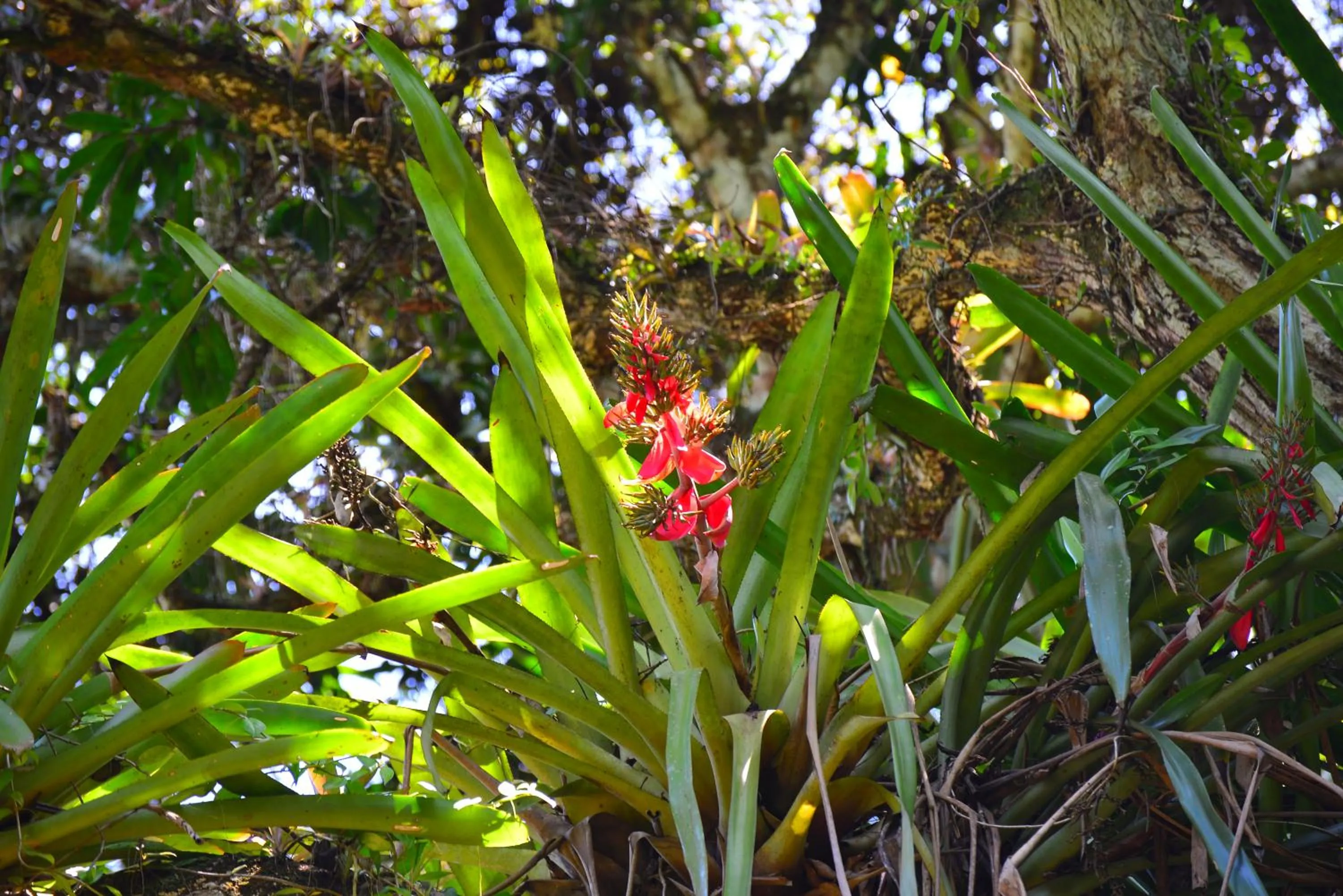 Other in Pousada do Gunga