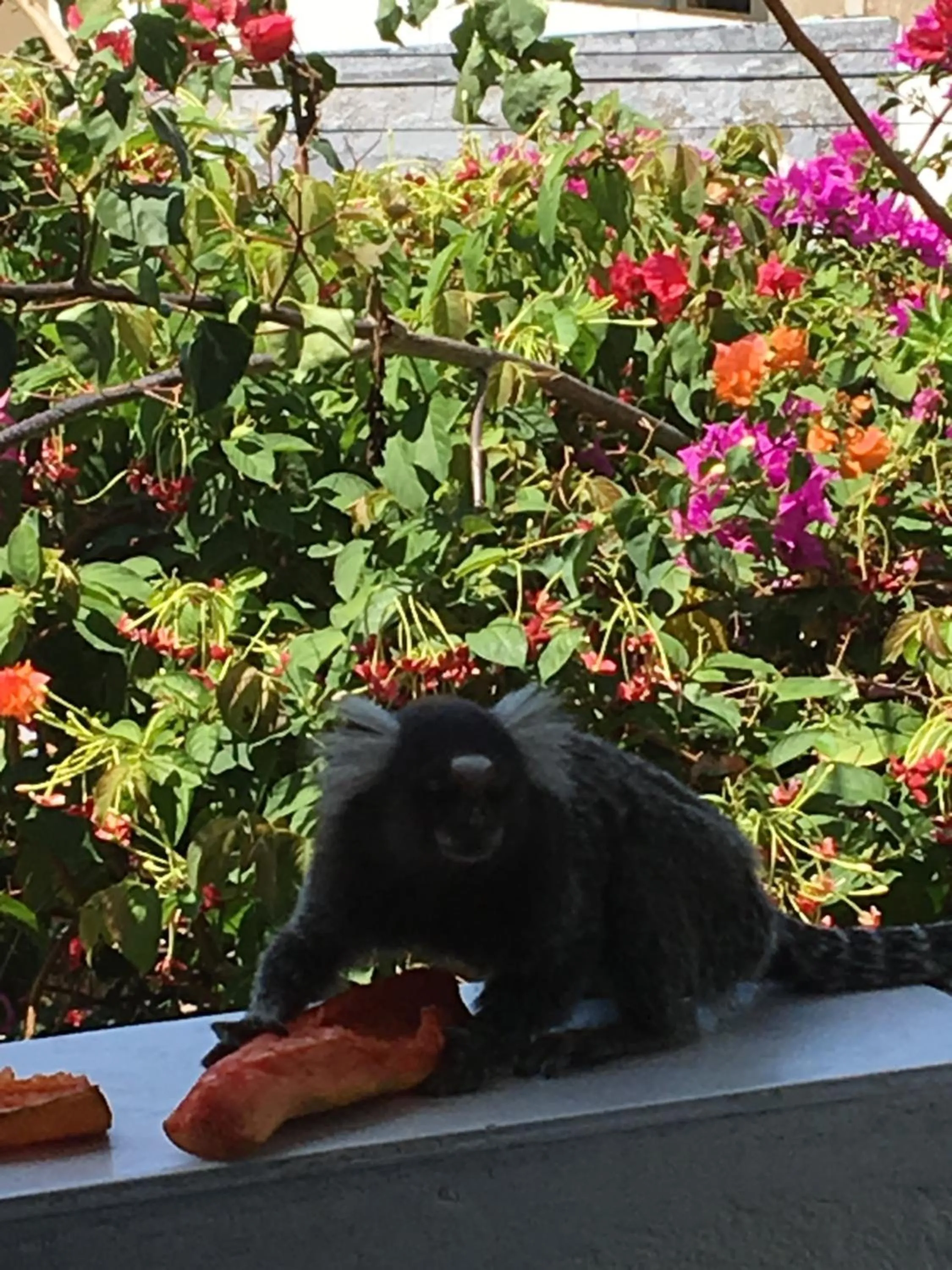 Animals in Pousada do Gunga