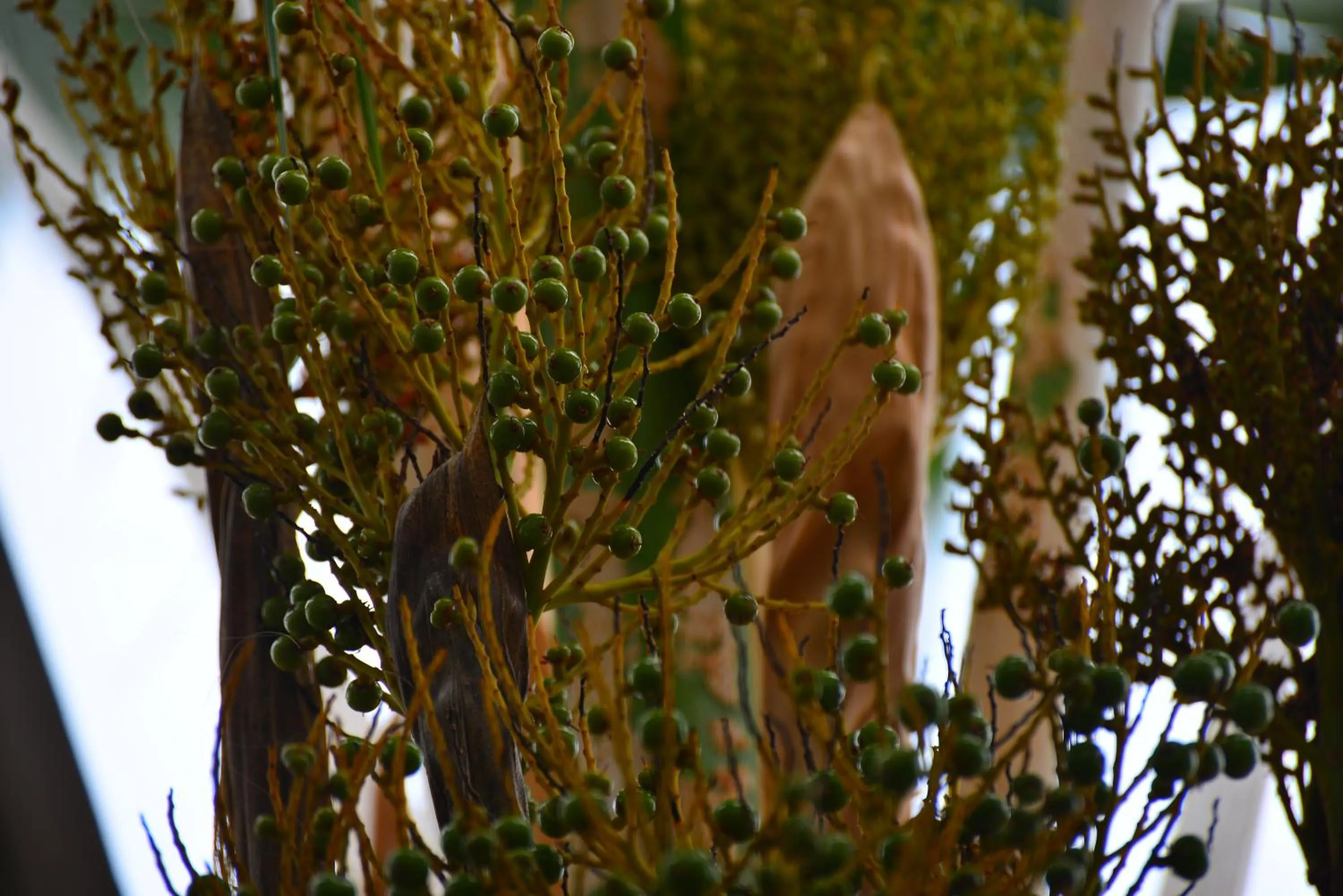 Garden in Pousada do Gunga