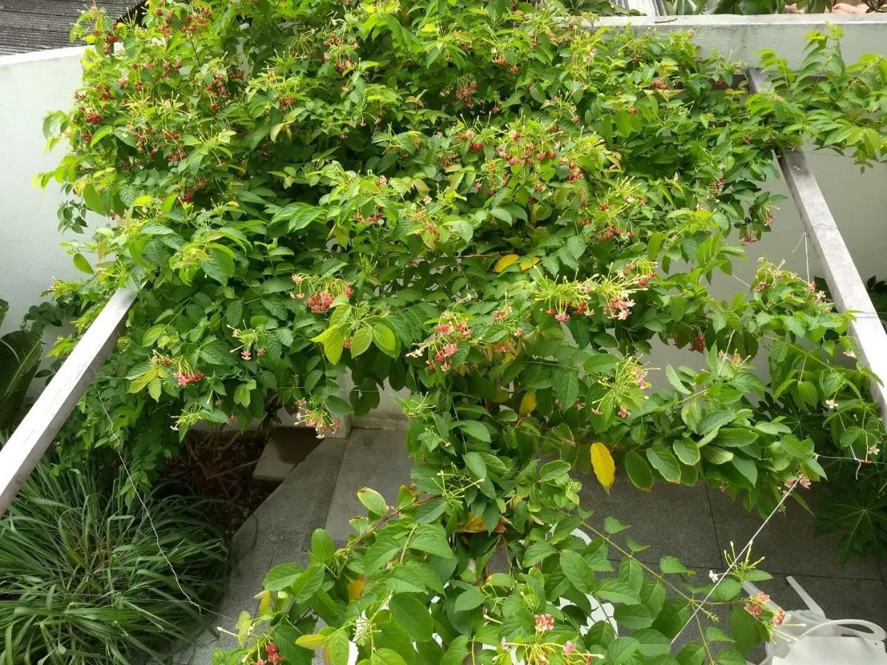 Garden in Pousada do Gunga