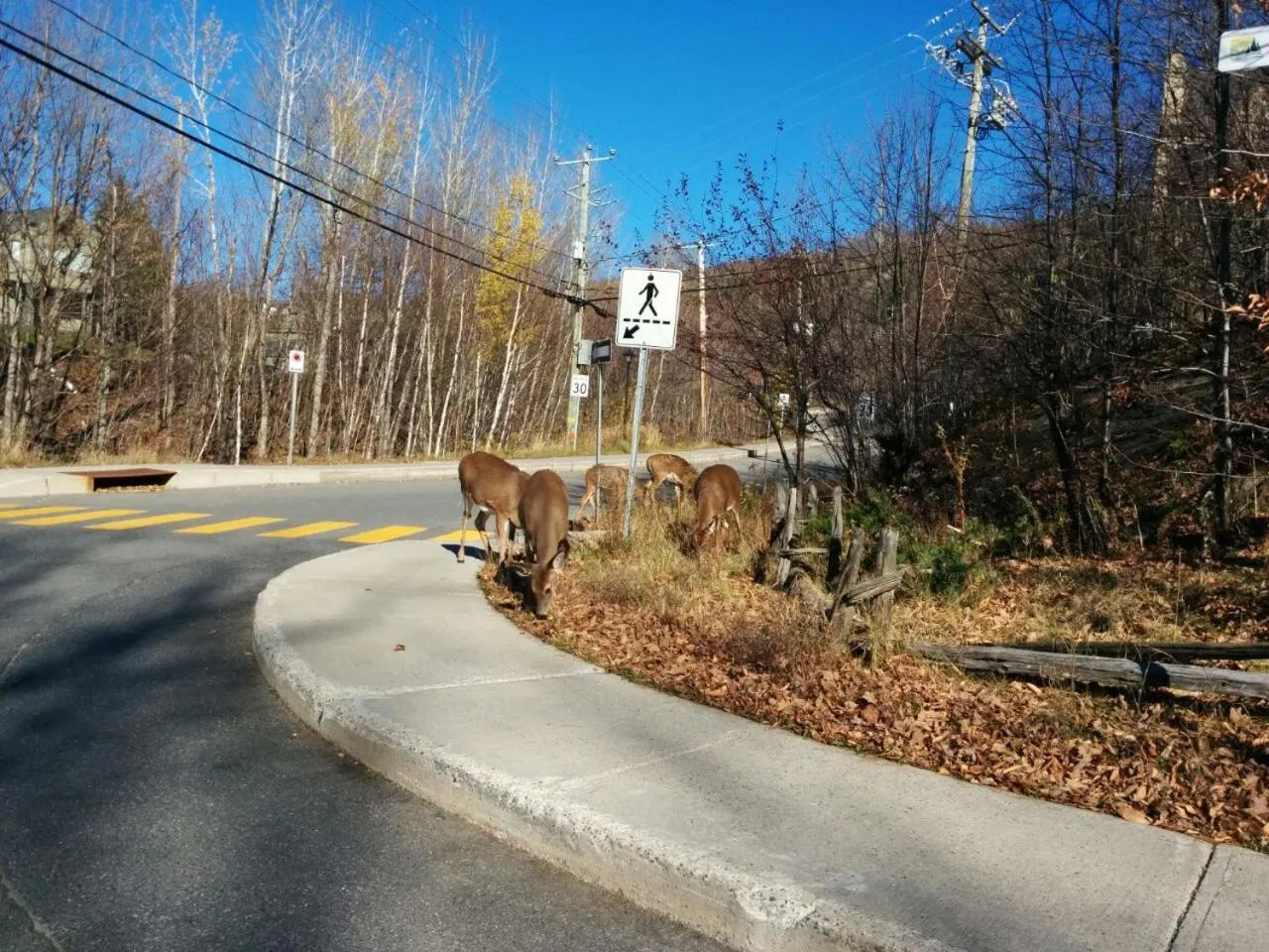 Animals in Luxurious Equinoxe Ski-in/Ski-out