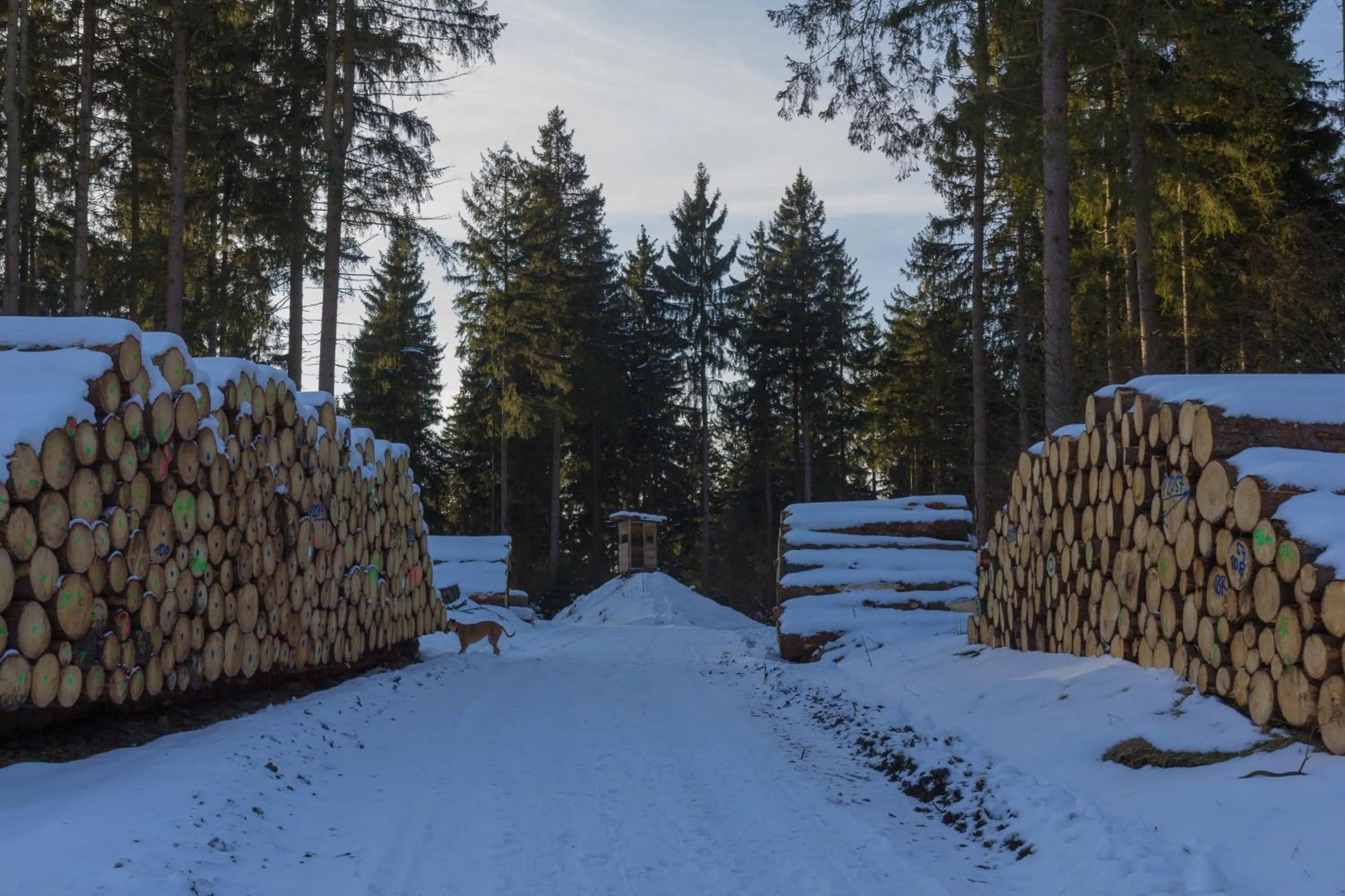 Natural landscape in Welt Lodge