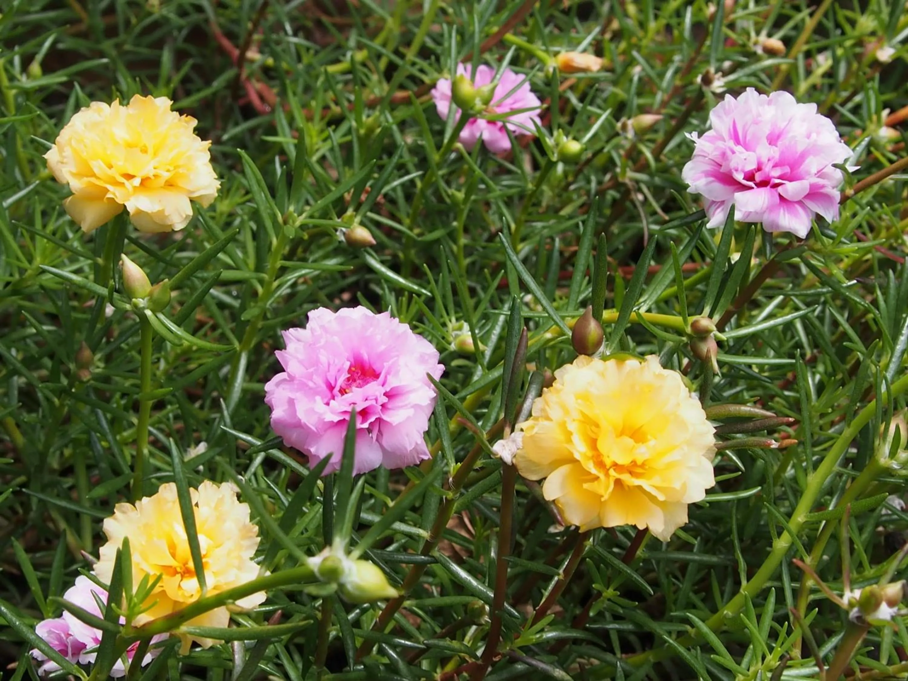 Garden in Harry's Bungalows