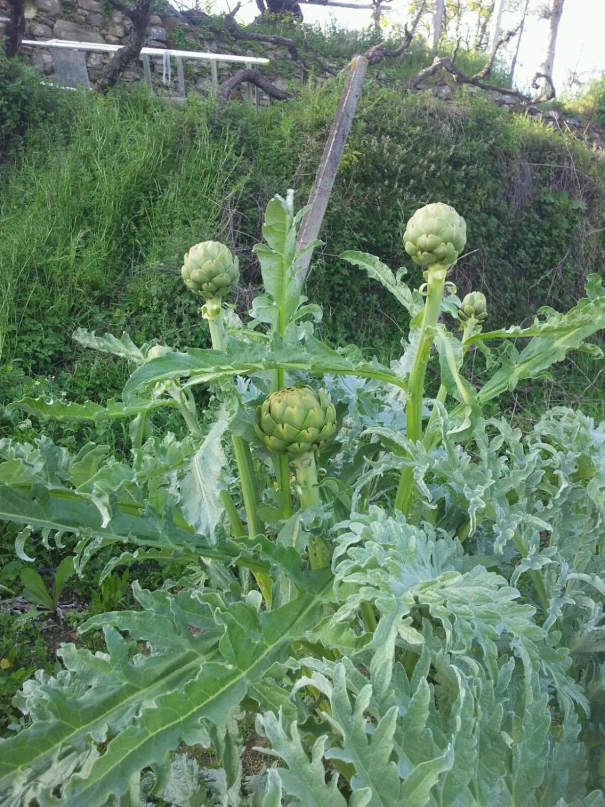 Garden in Quinta Quatro Ventos