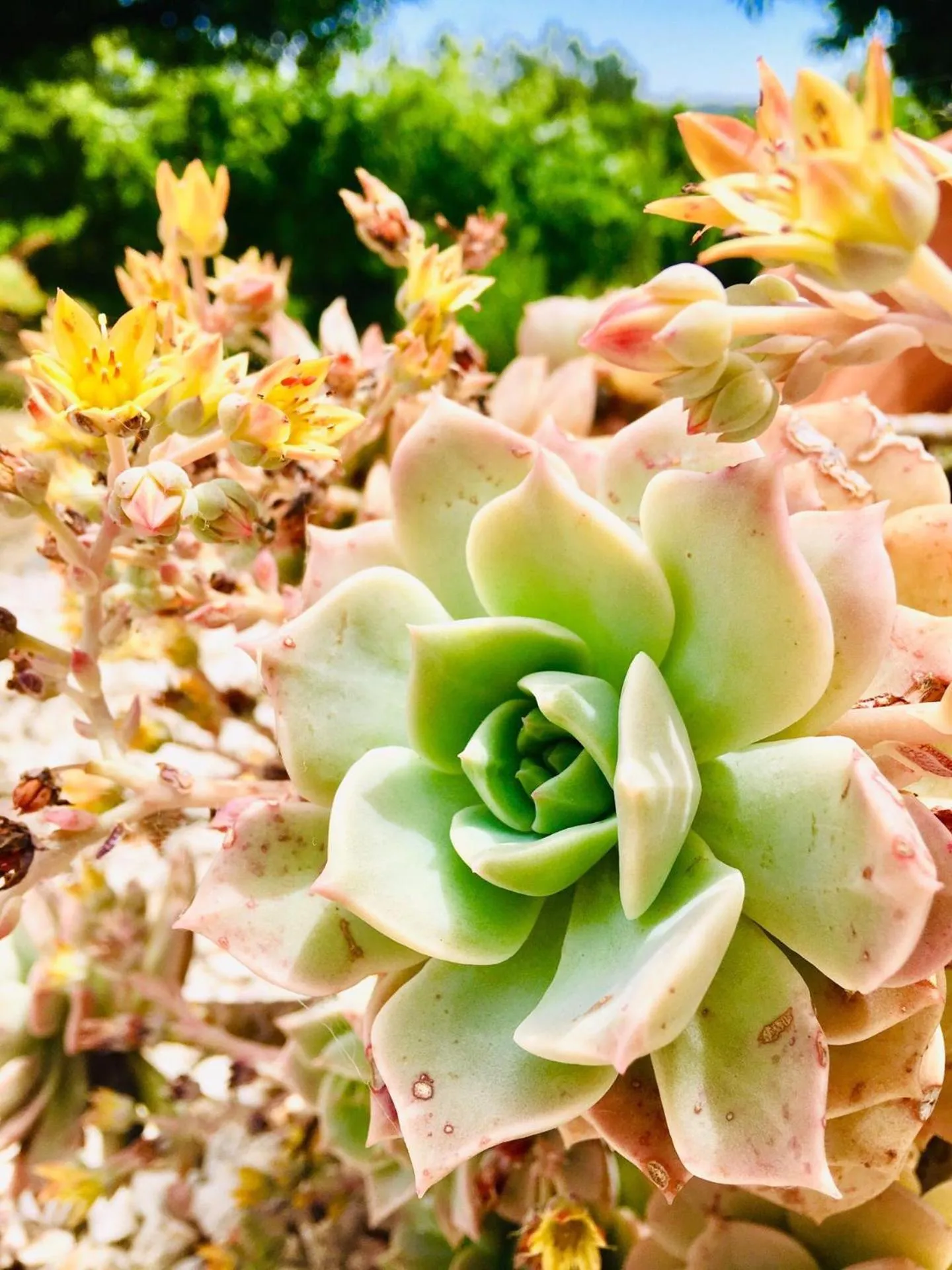 Garden view in Quinta Quatro Ventos