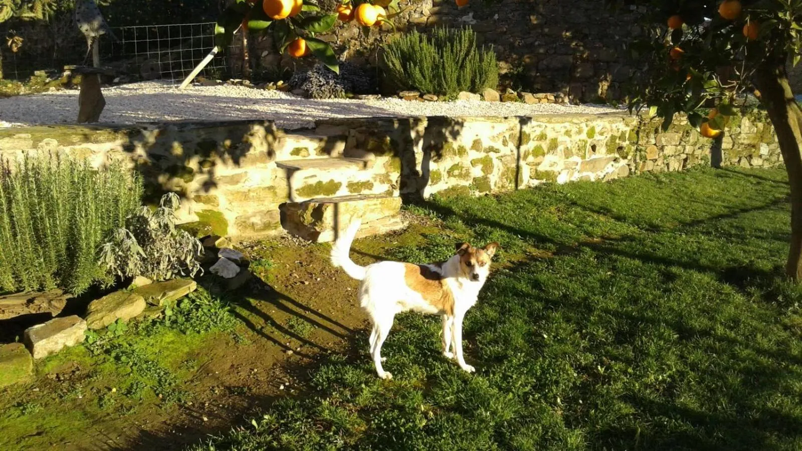 Pets in Quinta Quatro Ventos