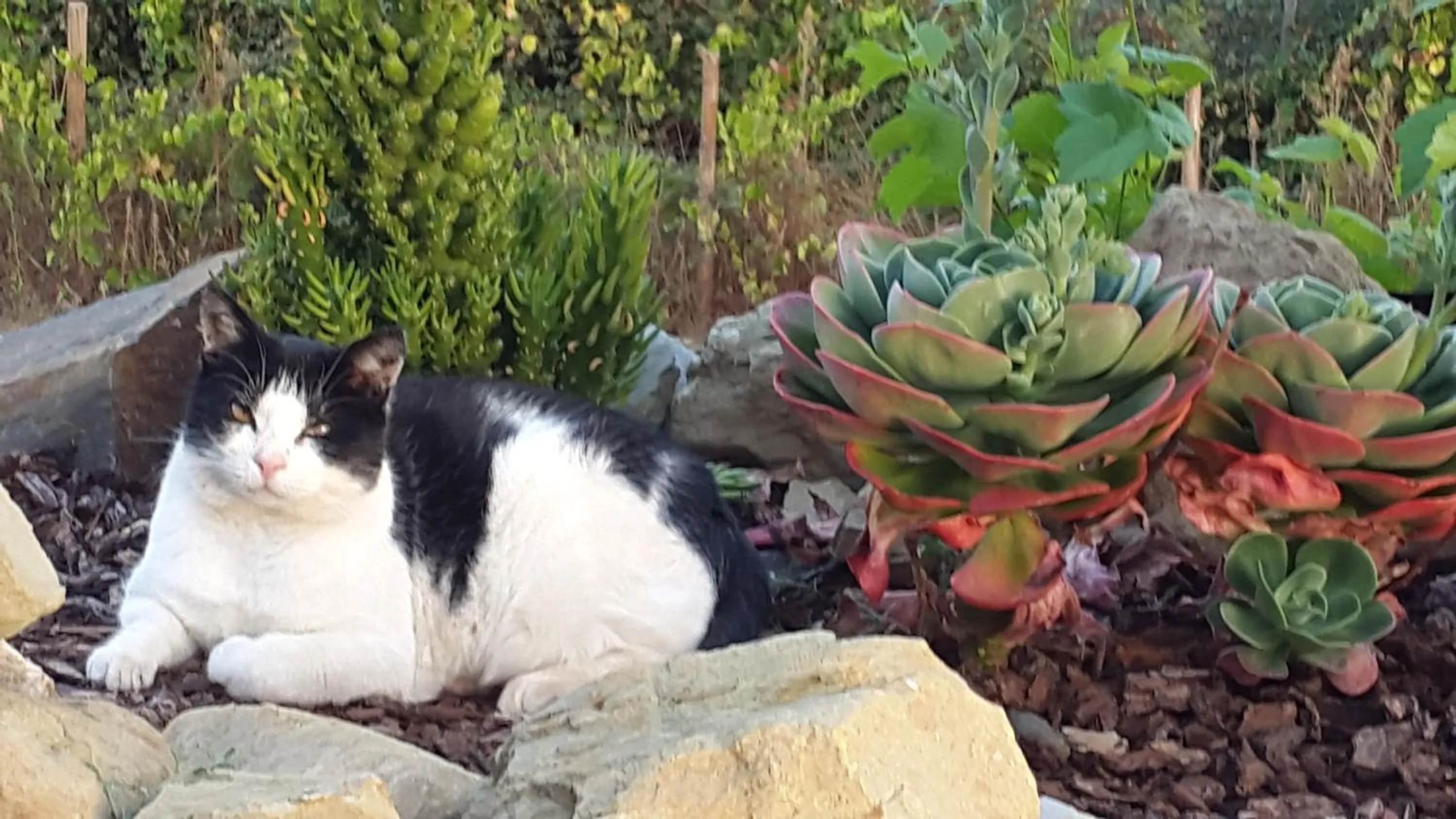 Pets in Quinta Quatro Ventos